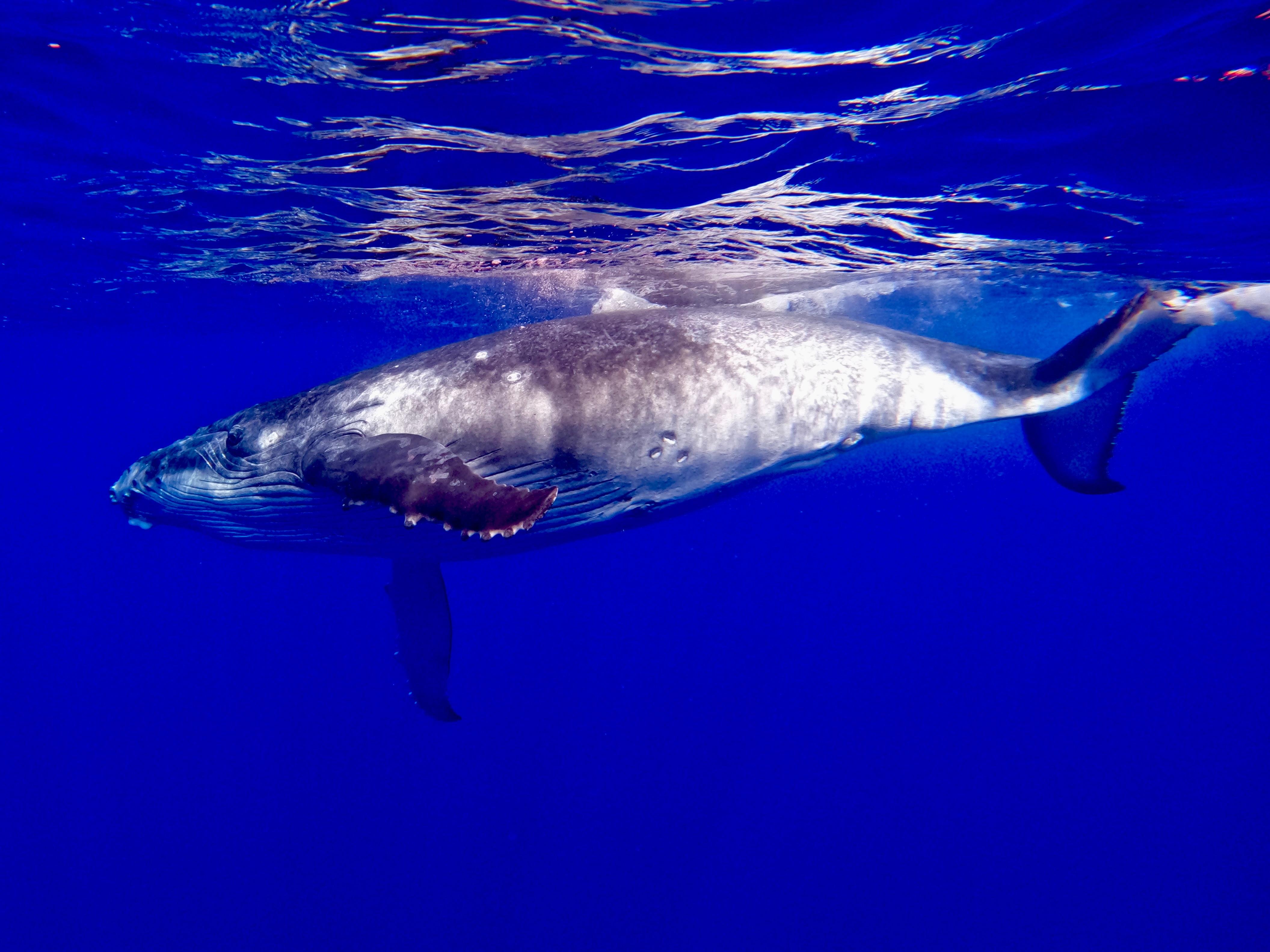 Oahu Whale Watching Cruise with Sightings Guarantee