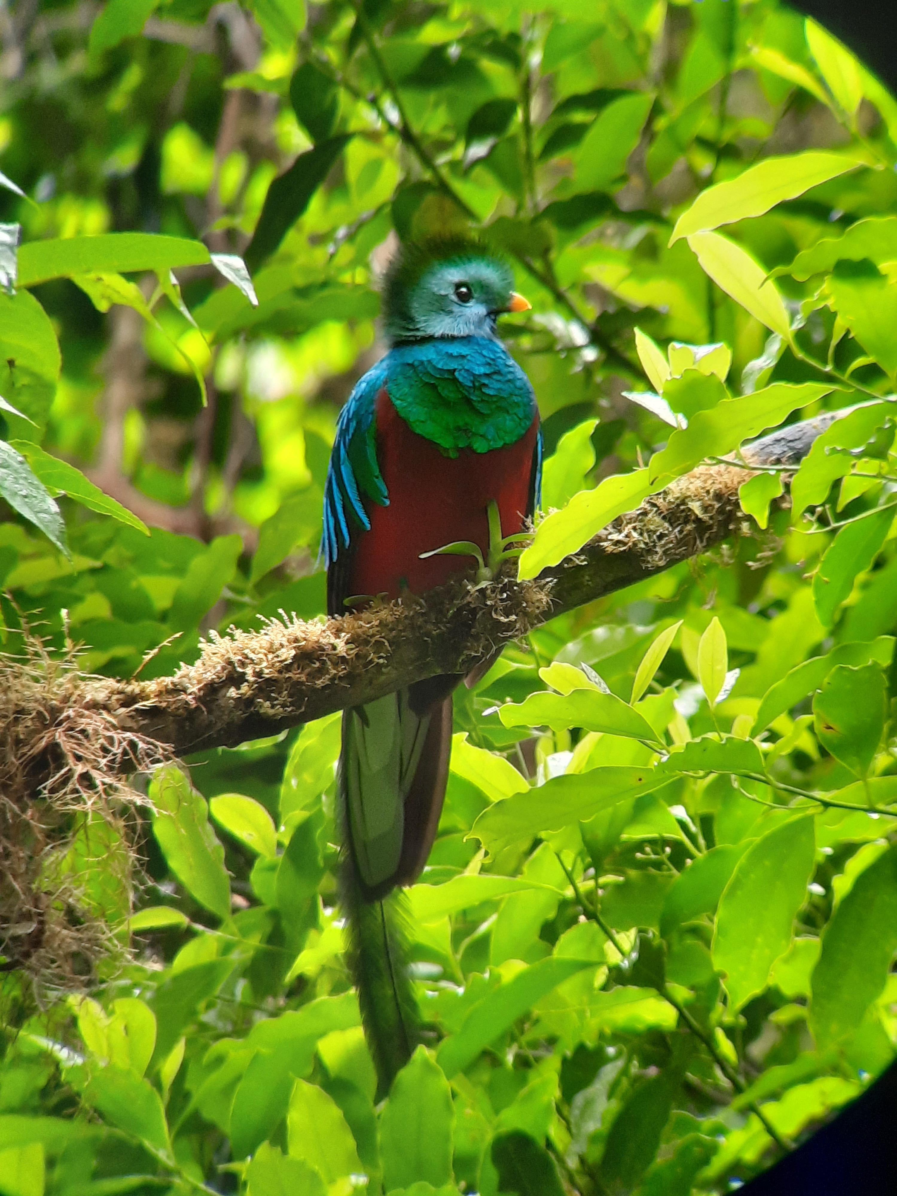 Monteverde Cloud Forest Preserve Small-Group Guided Hike