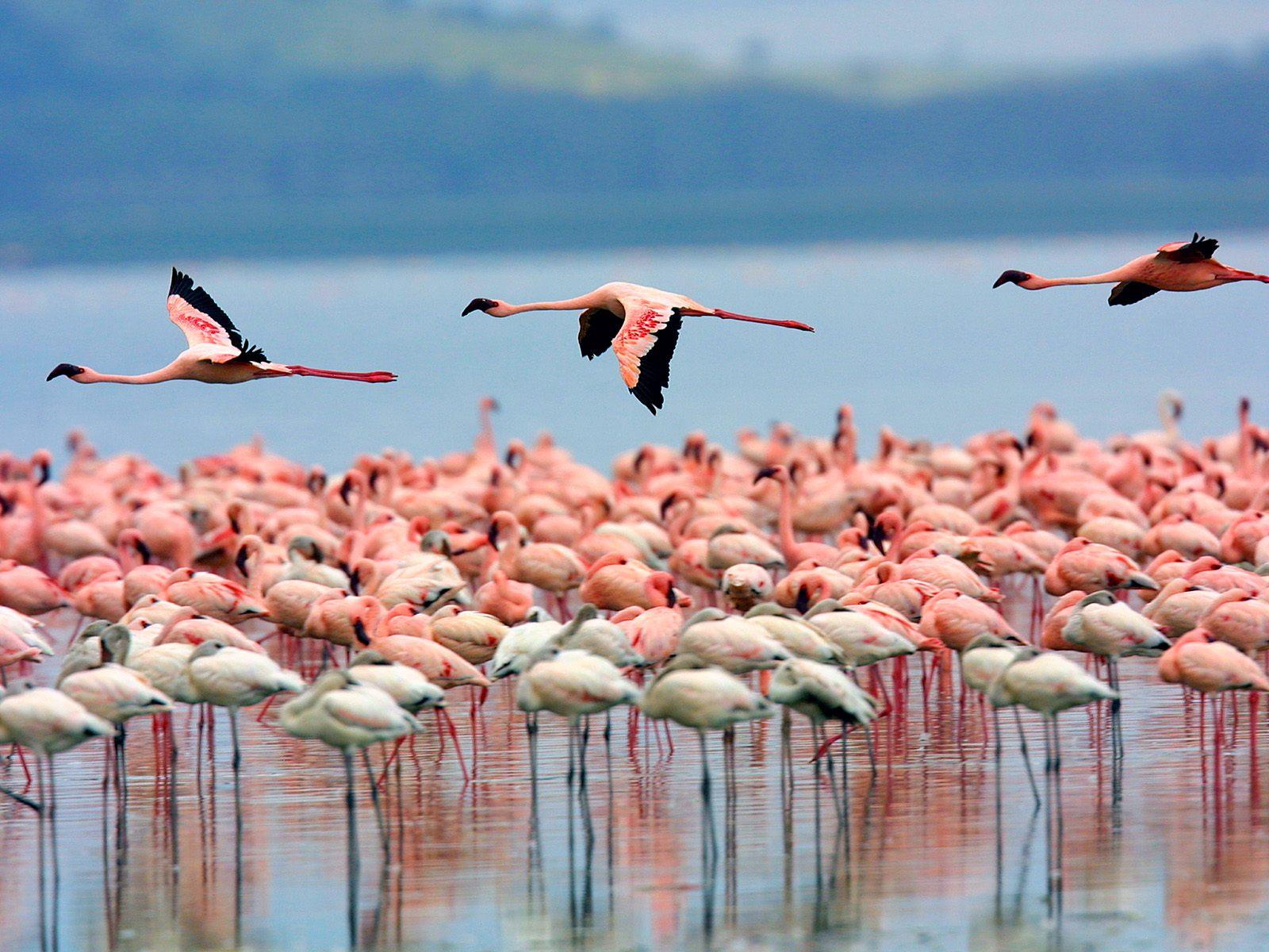 Lake Nakuru & Lake Naivasha Day Safari from Nairobi
