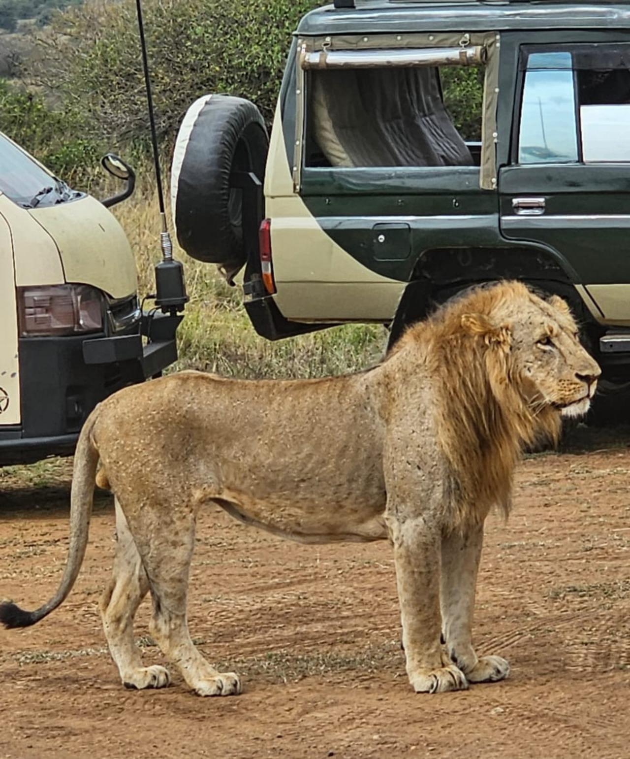 Nairobi National Park Half-Day Wildlife Safari