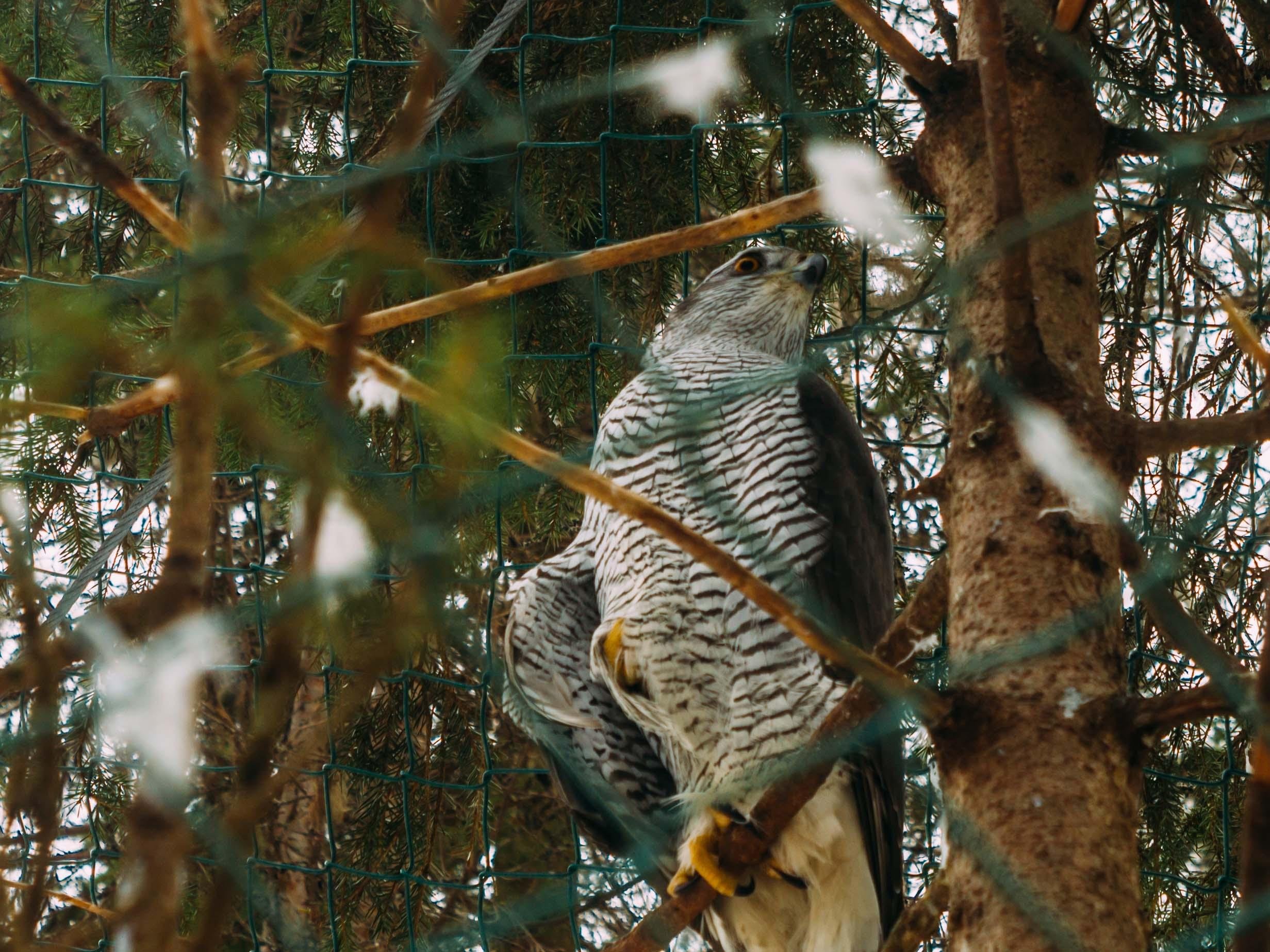 Rovaniemi to Ranua Zoo: Guided Arctic Wildlife Day Trip