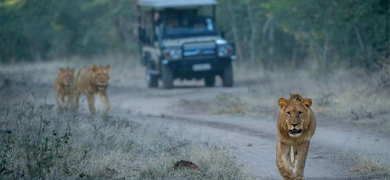 Chobe National Park Full-Day Safari with River Cruise