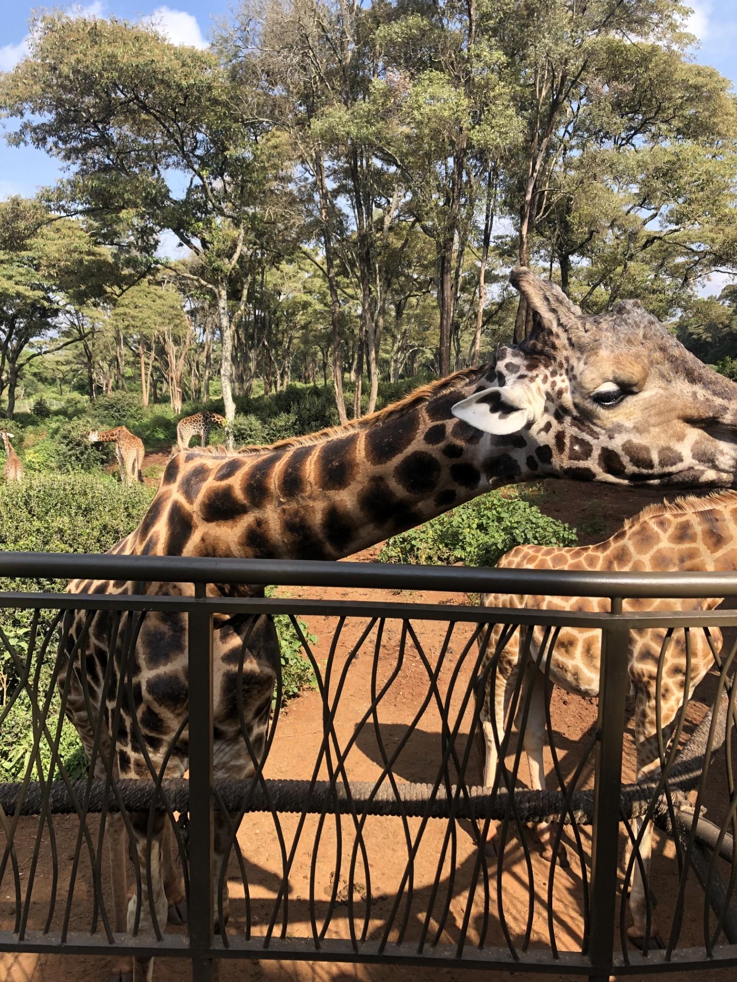 Nairobi Elephant & Giraffe Sanctuary Half-Day Excursion