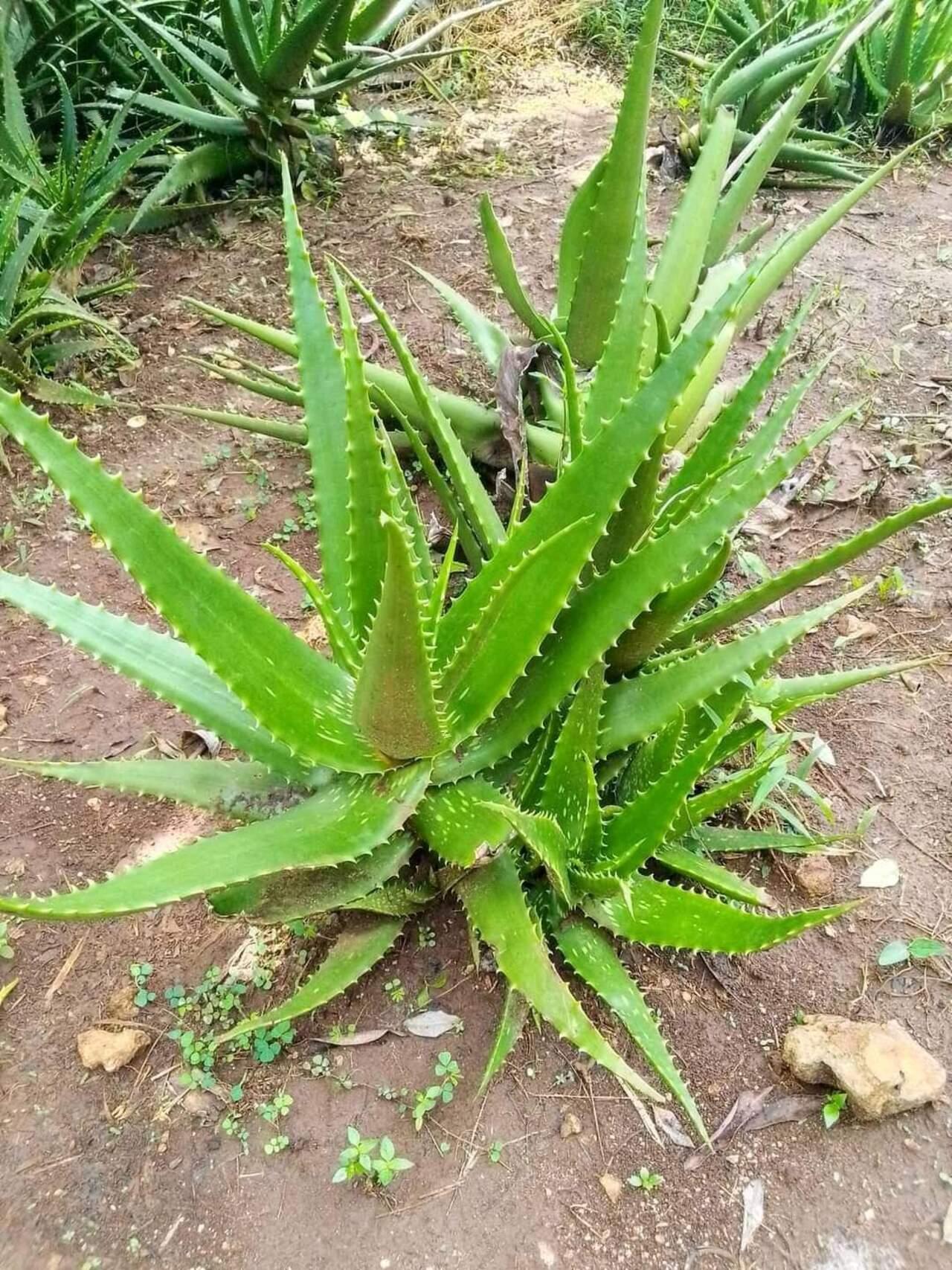 Zanzibar Private Spice Farm Tour with Local Guide
