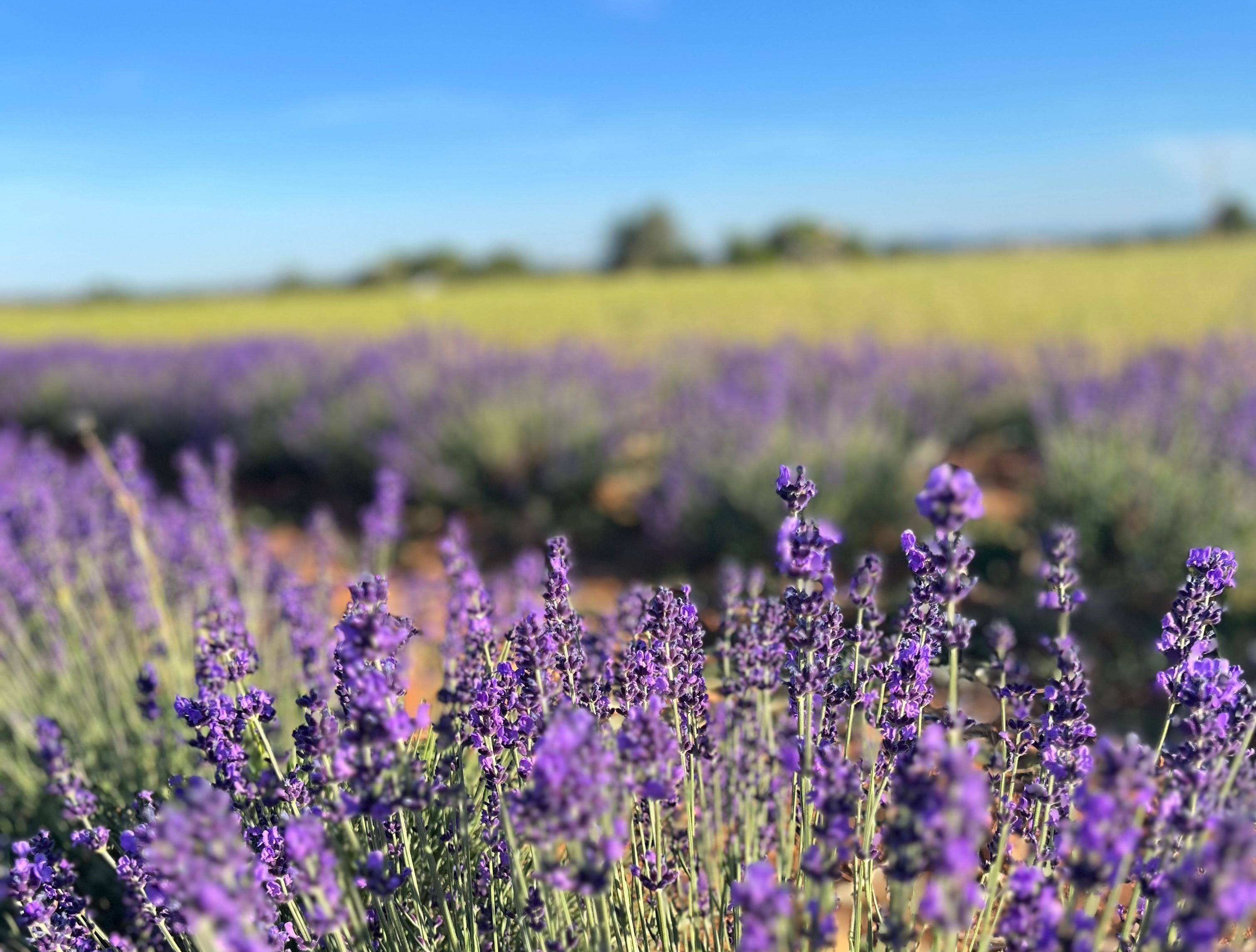 Valensole lavender fields in Provence — guided lavender tour photo 4