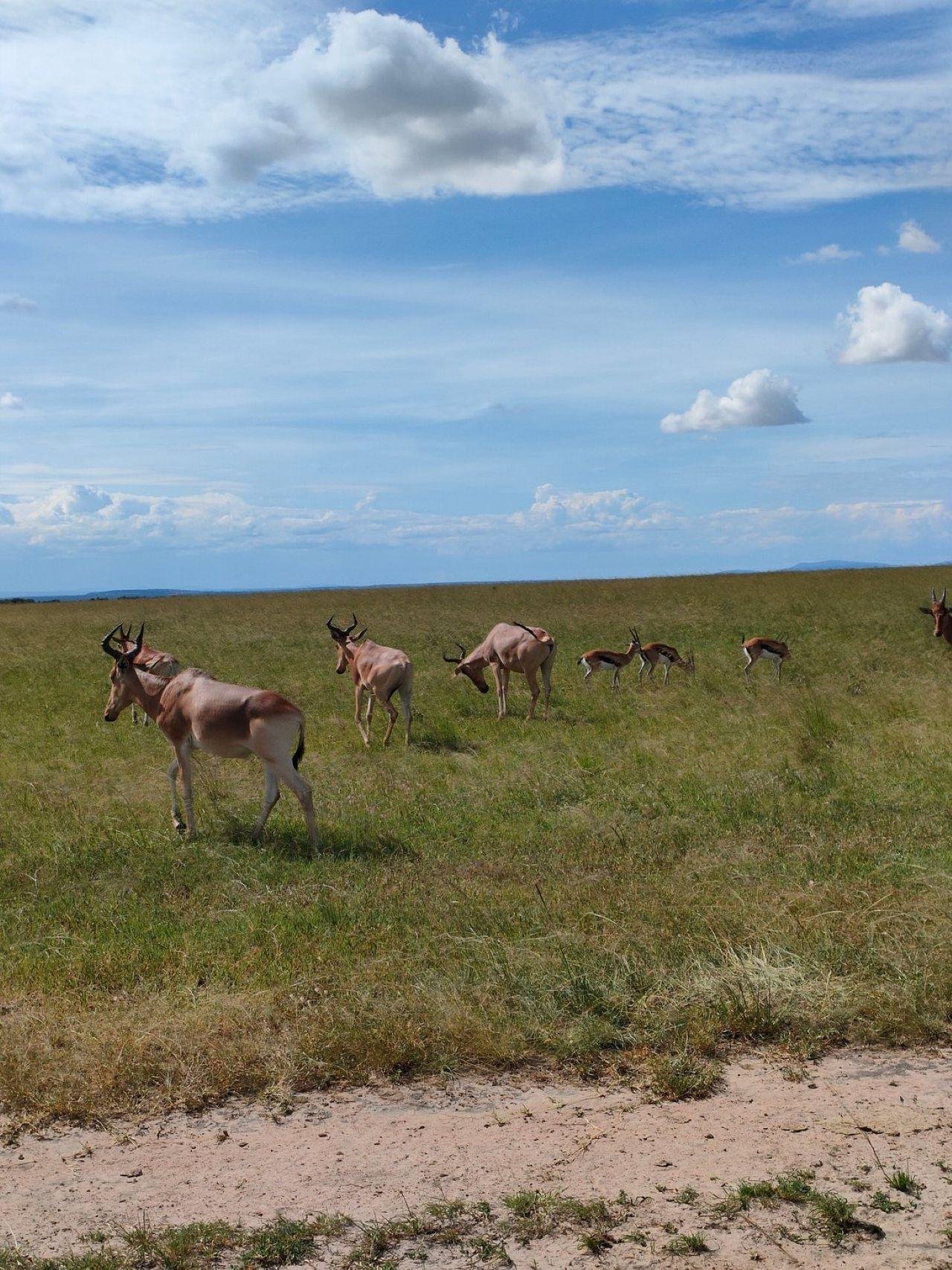 3-Day Maasai Mara Shared Jeep Safari from Nairobi