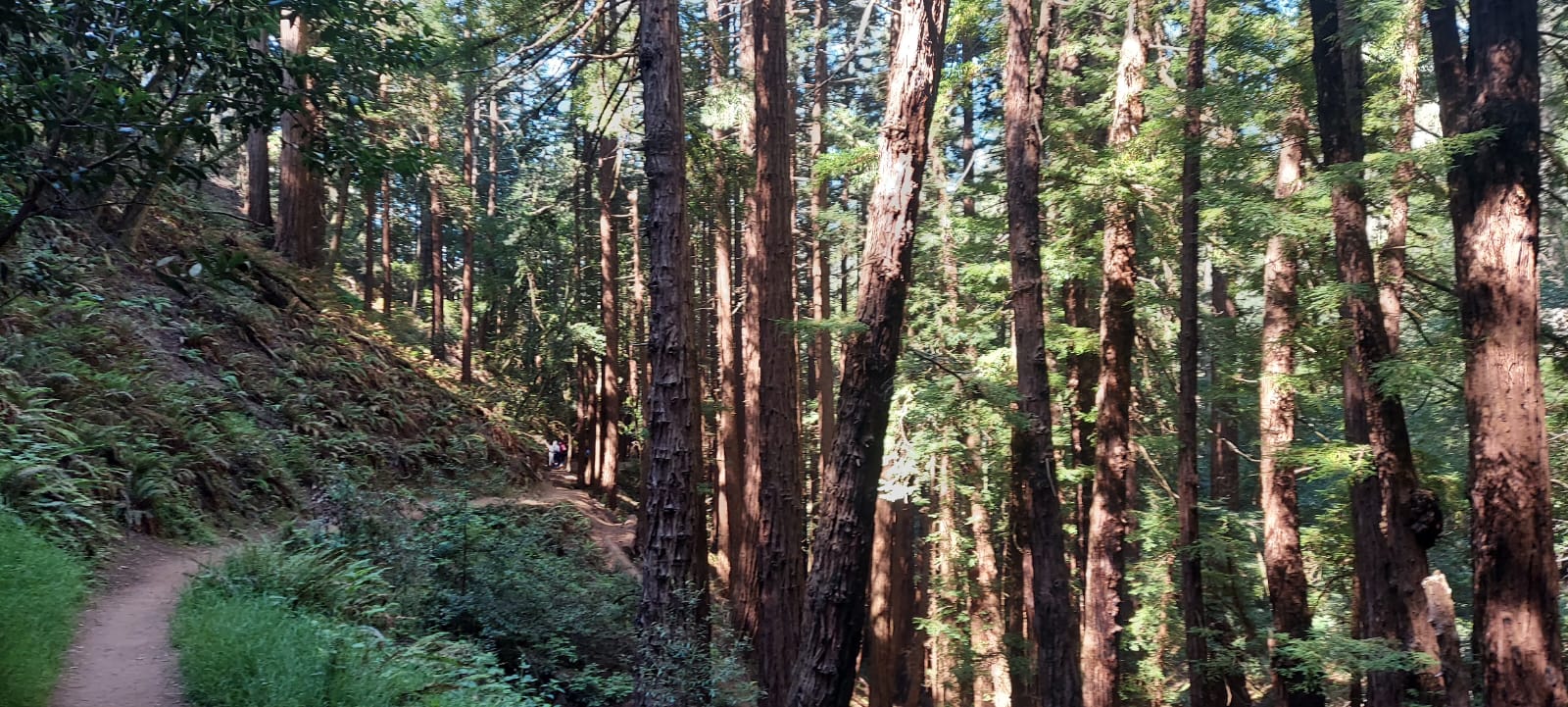 Muir Woods, Sausalito, and Exclusive Alcatraz Night Tour