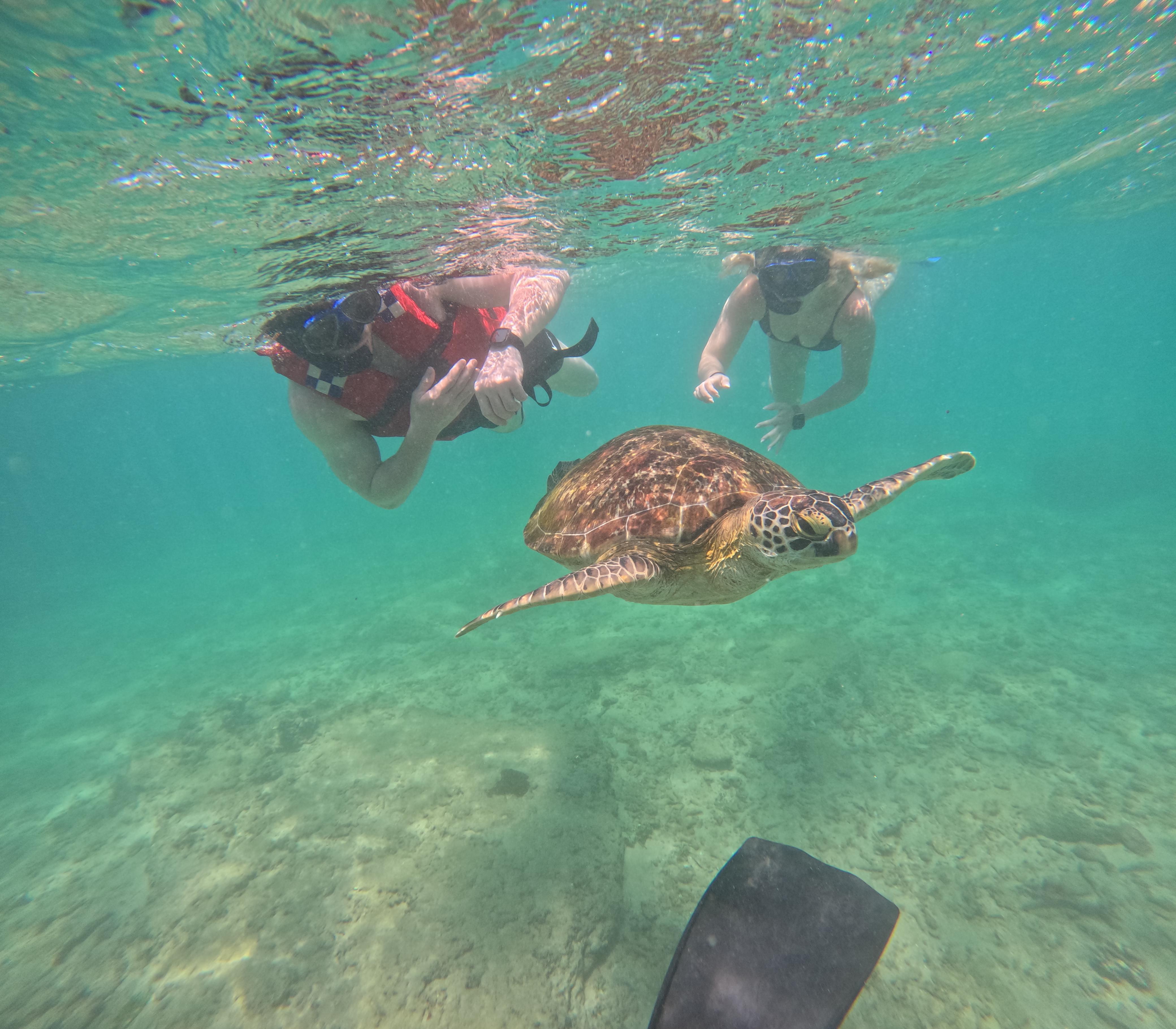 Mirissa Blue Whale Safari & Turtle Snorkeling Adventure