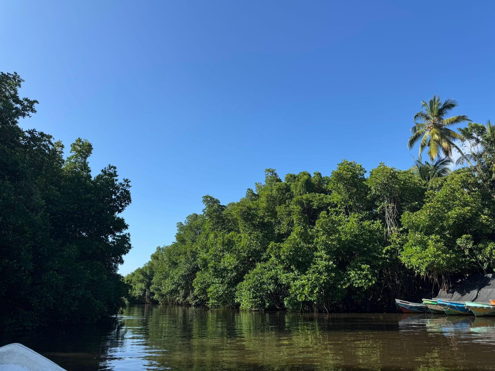 Bentota River Boat Safari & Tuk-Tuk Experience