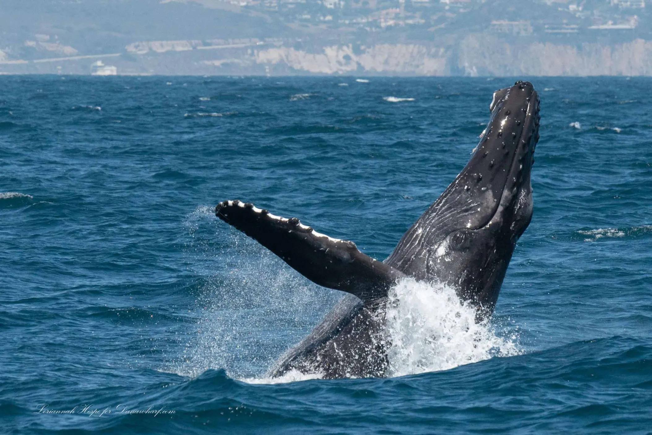 Dana Point Whale and Dolphin Watching Cruise