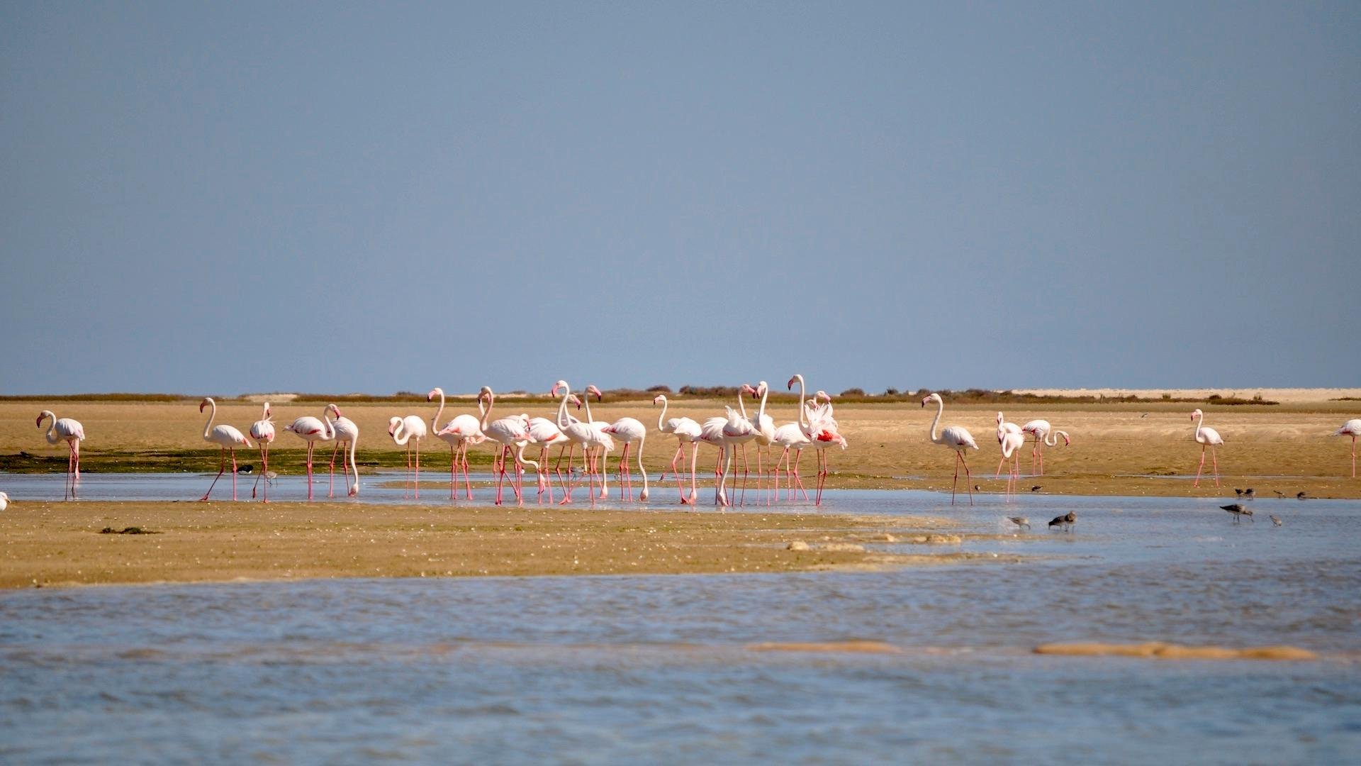 Faro: Ria Formosa Eco Birdwatching Boat Tour