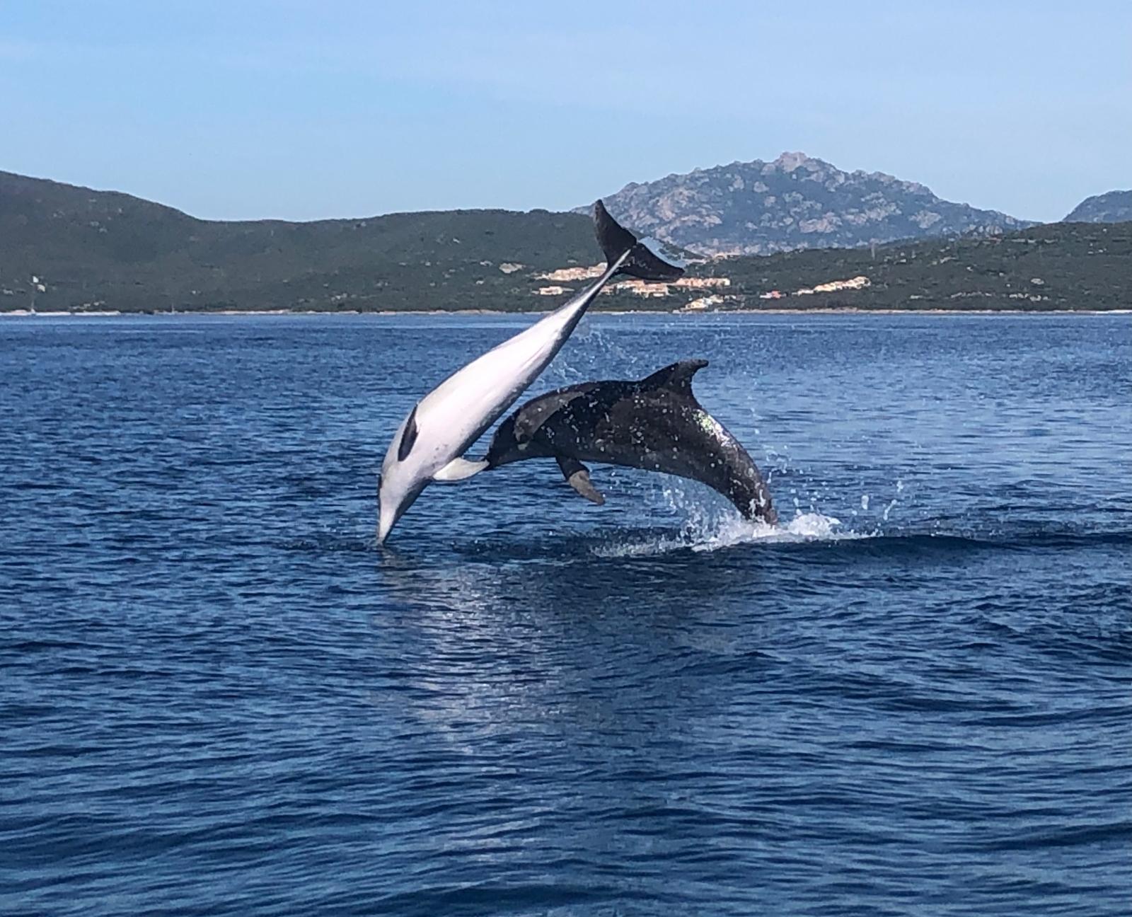Golfo Aranci Eco-Friendly Dolphin Watching Trip