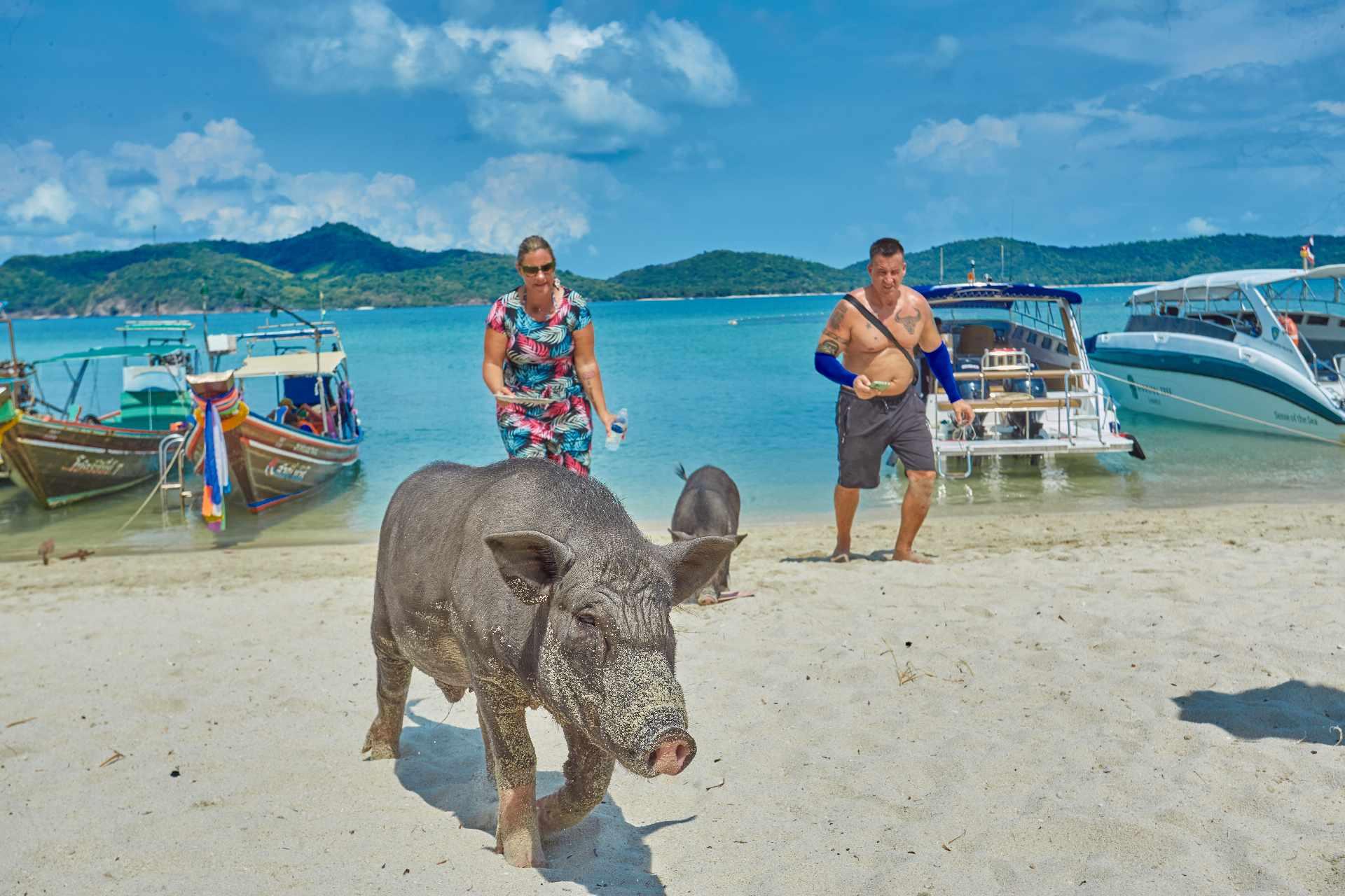 Pig Island & Koh Tan Snorkeling Express