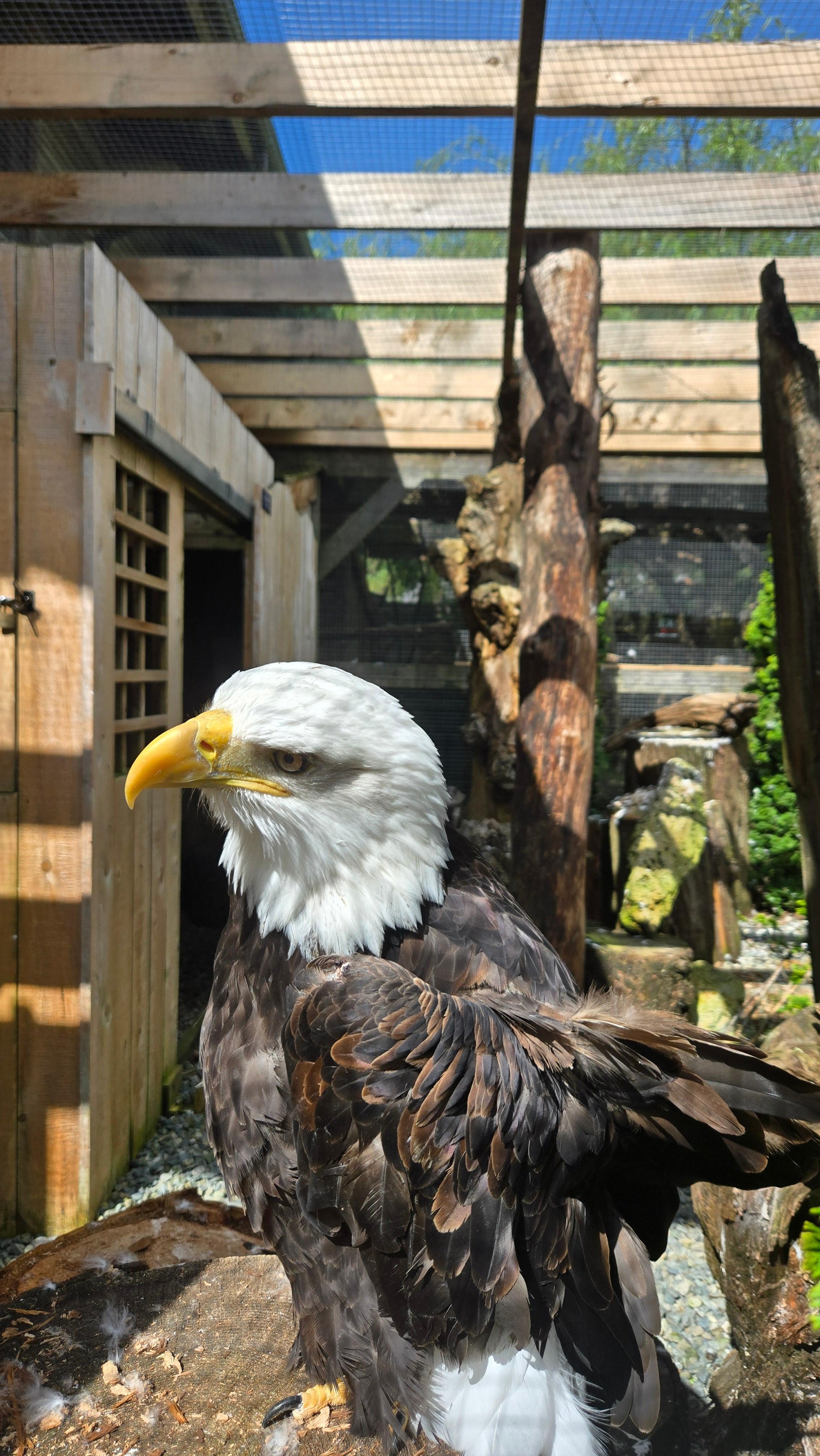 Nanaimo: Cathedral Grove, Waterfalls & Animal Sanctuary