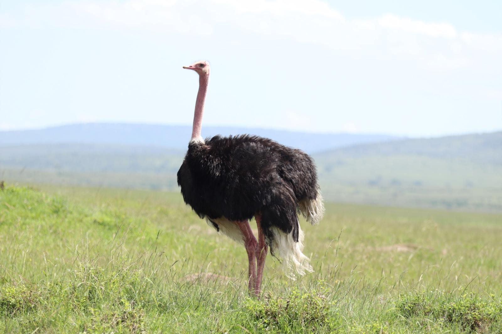 Maasai Mara Express: 1-Day Safari from Nairobi
