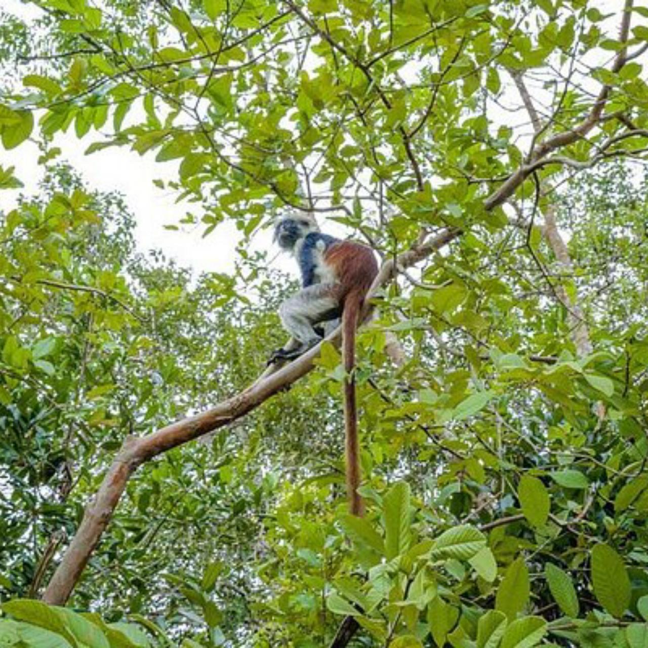 Zanzibar Jozani Forest & The Rock Restaurant Day Tour