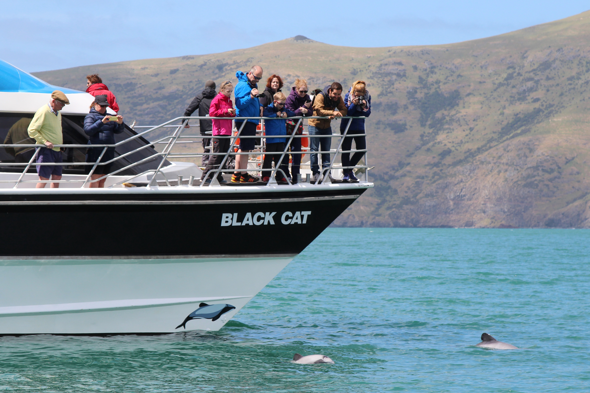 Akaroa Harbour Dolphin & Wildlife Nature Cruise