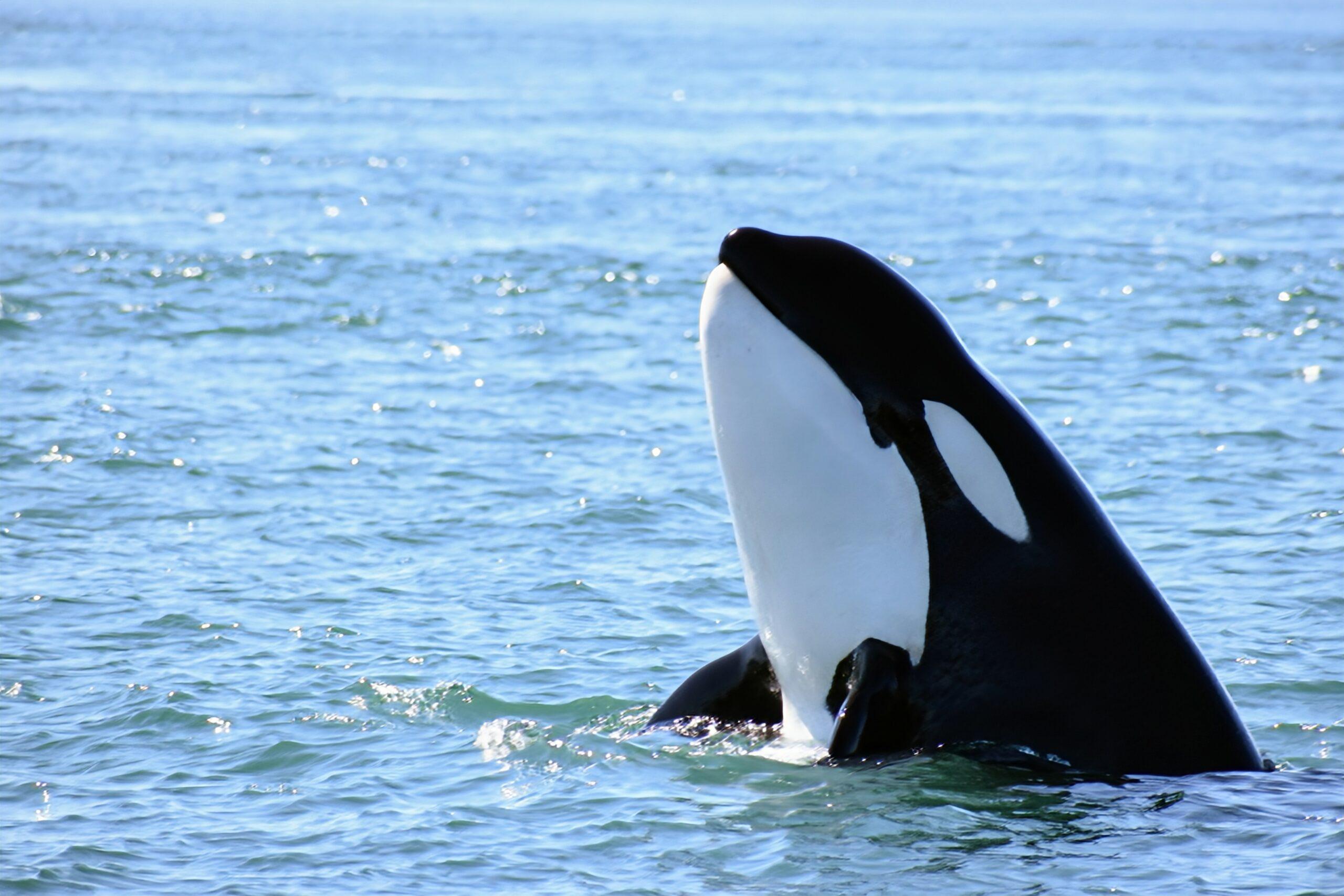 Victoria whale watching tour — orcas and marine wildlife in the Salish Sea — image 14