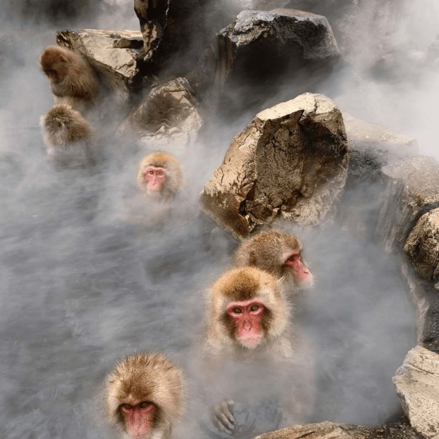 Private Nagano Day Tour: Snow Monkeys, Zenko-ji & Hot Springs from Tokyo