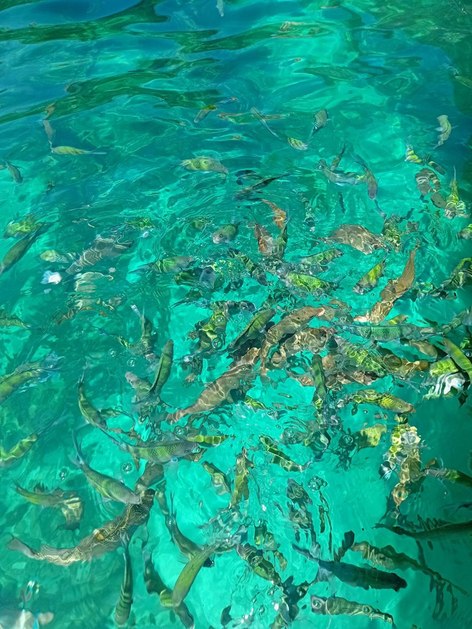 Phi Phi Private Longtail Boat Expedition