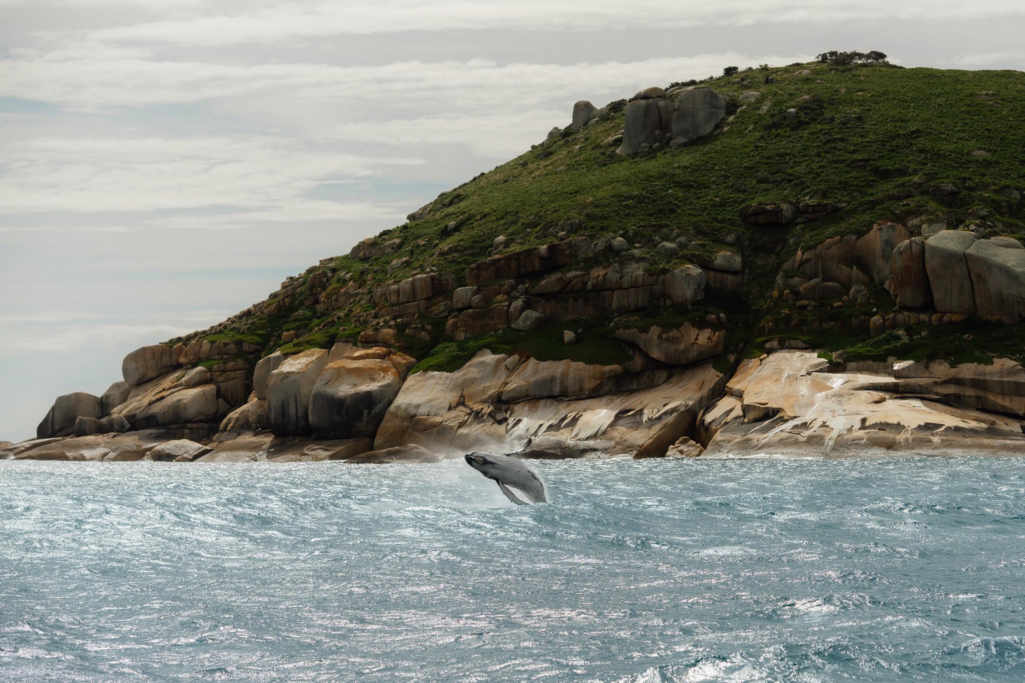Wilsons Promontory Whale Watching Cruise