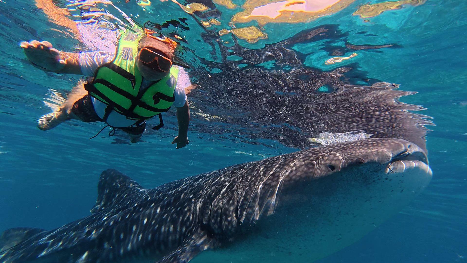 Private Oslob Whale Shark Expedition from Cebu