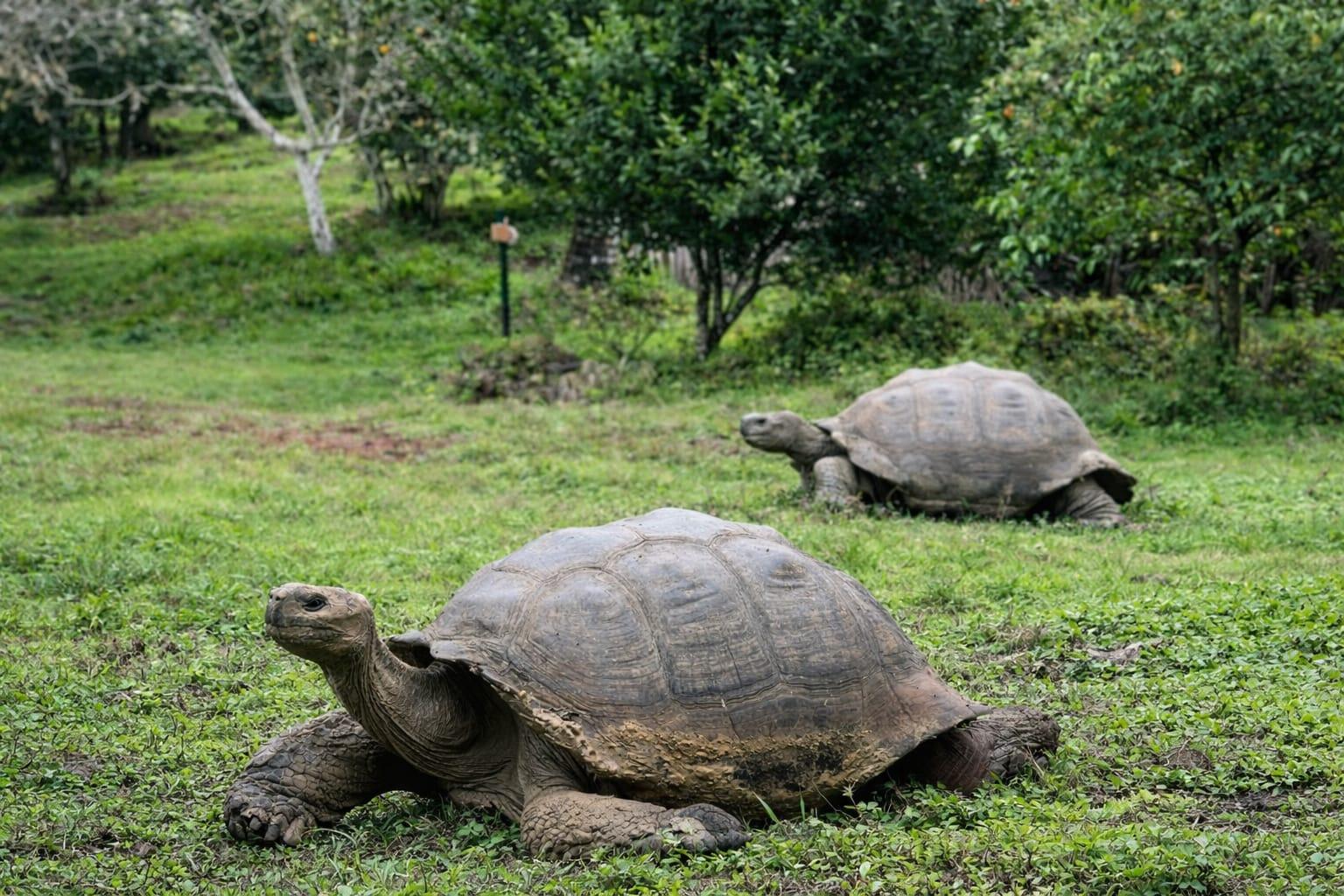 Santa Cruz Giant Tortoises & Lava Tunnels Exploration