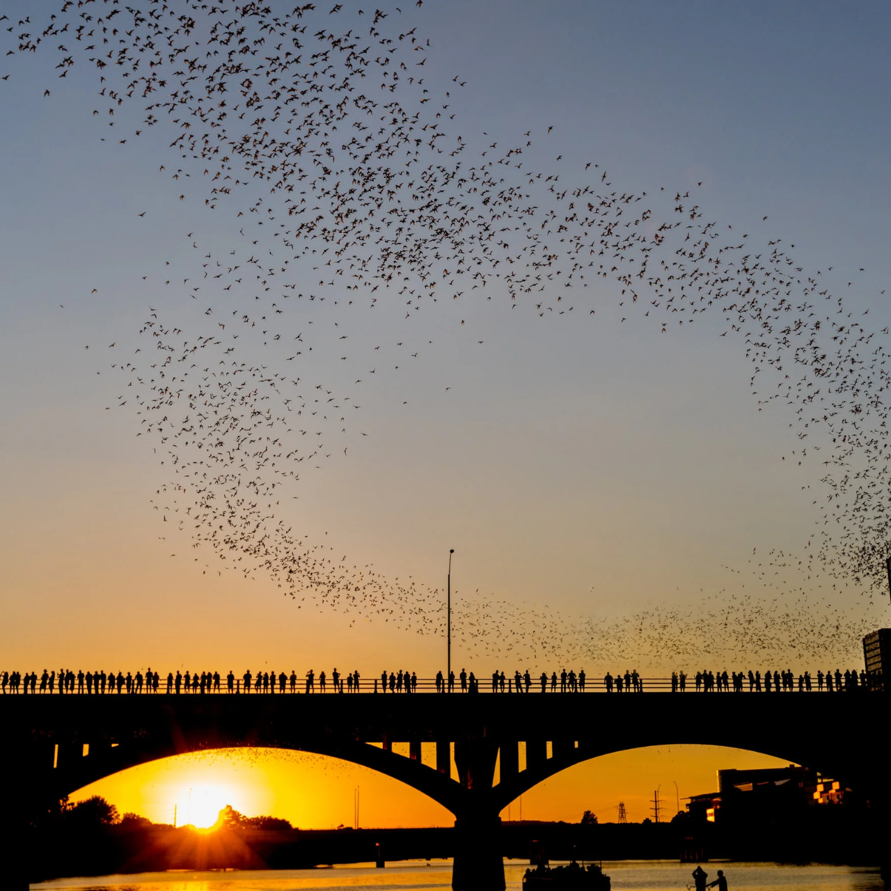Austin Sunset Bat-Watching Kayak Experience