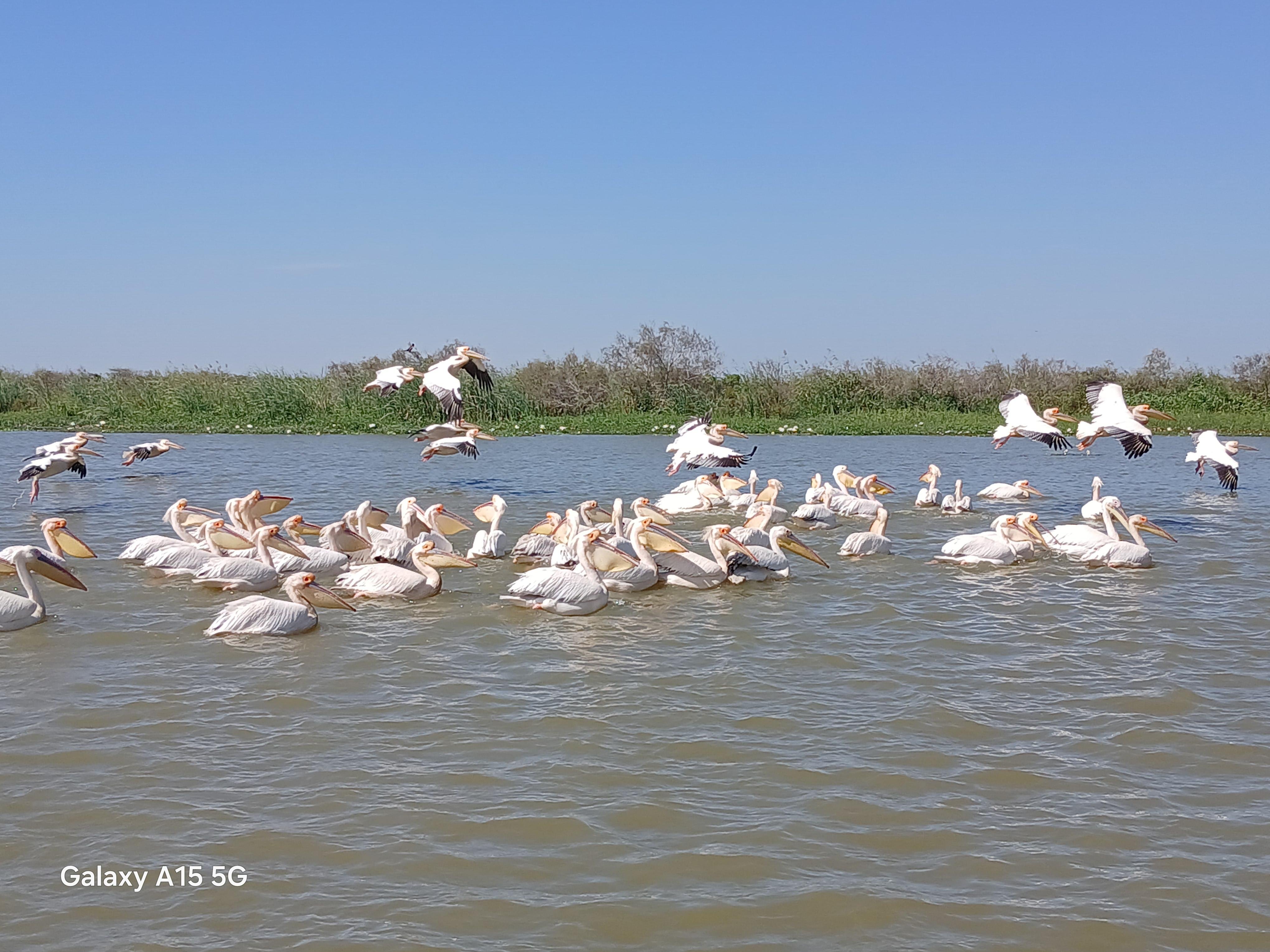Djoudj National Bird Park Excursion