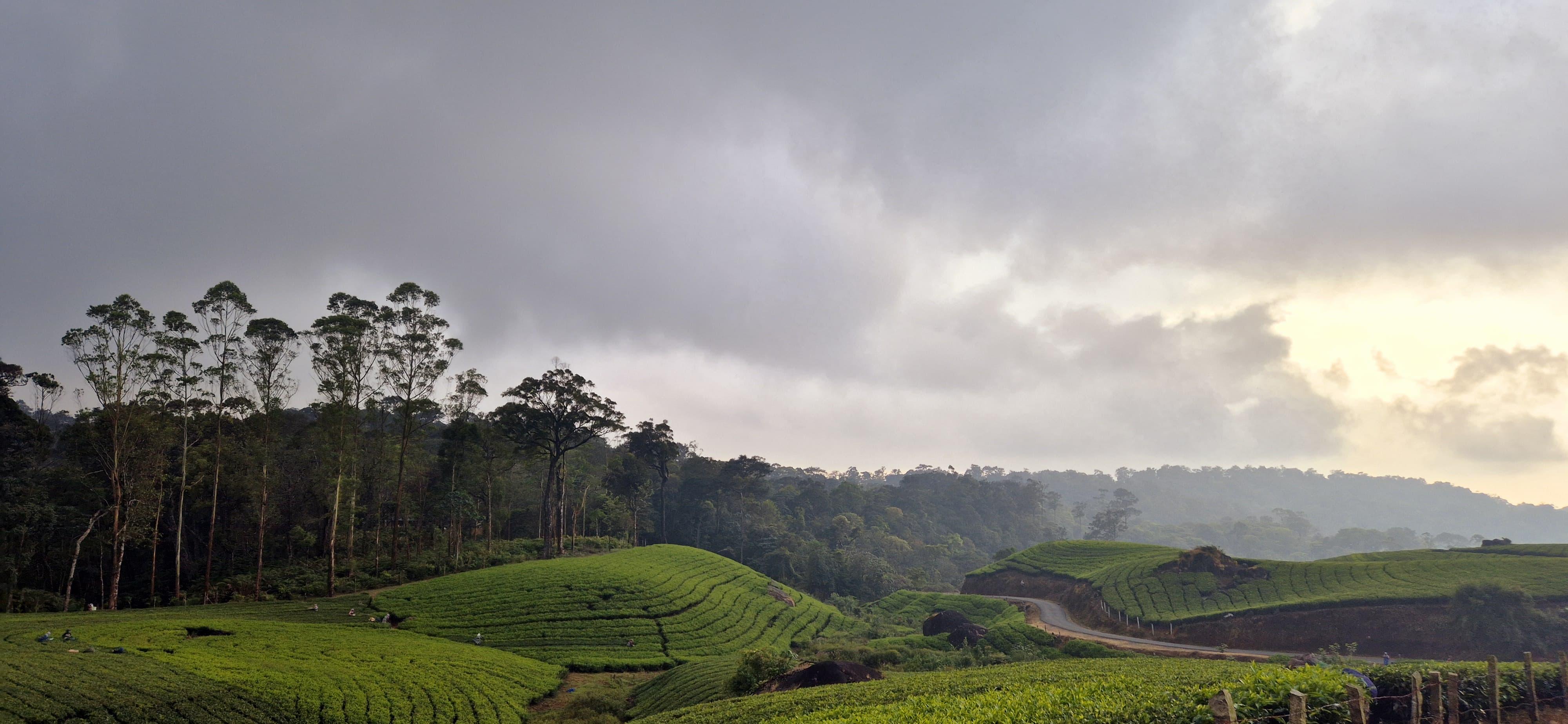 Munnar Wild Elephant Jeep Safari & Waterfall Tour