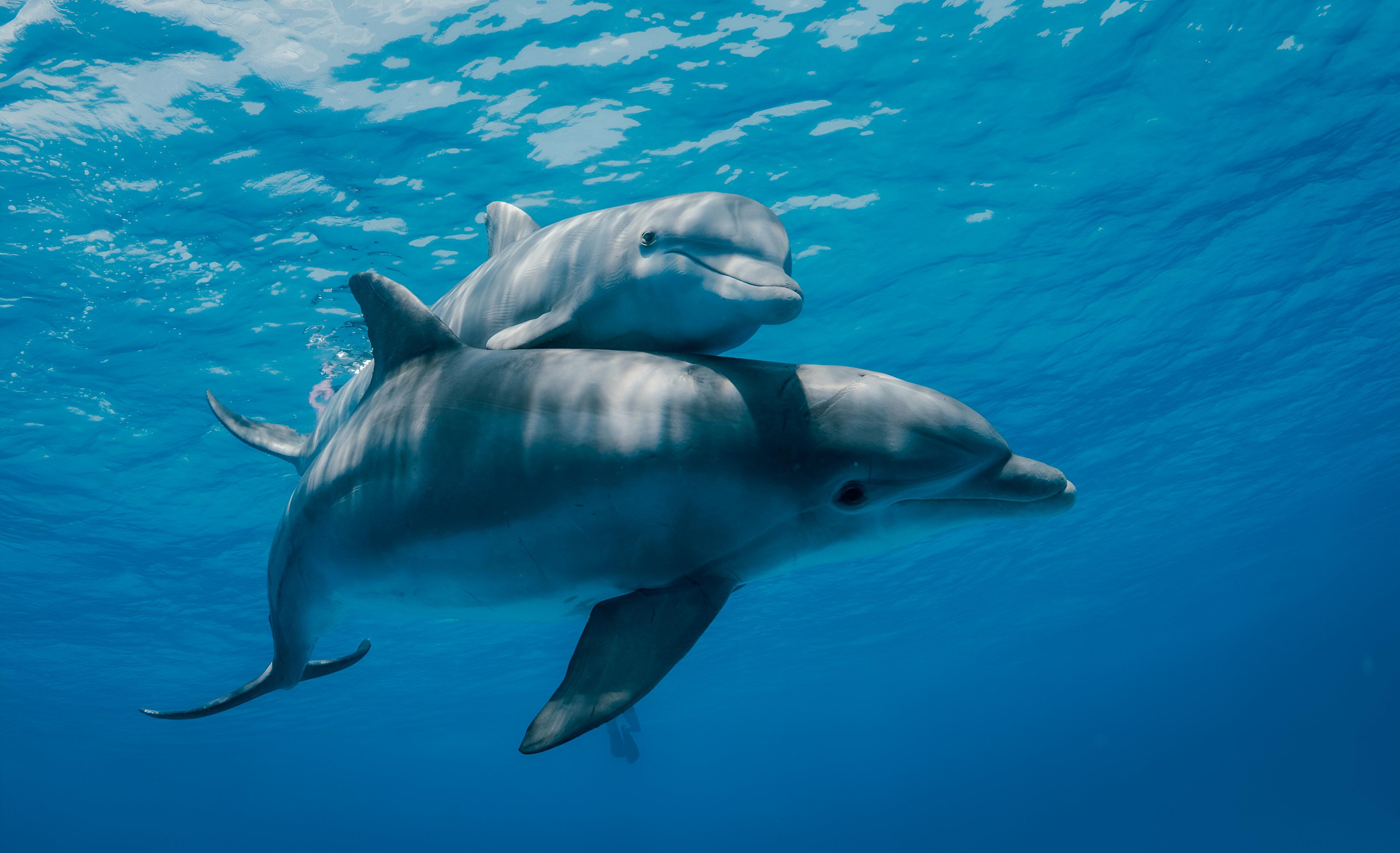 Mnemba Island Dolphin Swim & Snorkeling Adventure