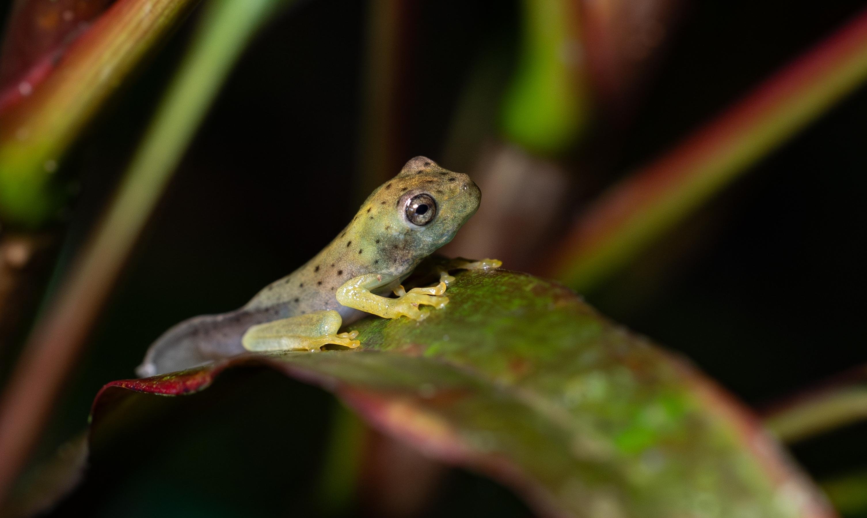 Manuel Antonio Night Wildlife Walk with Expert Naturalist