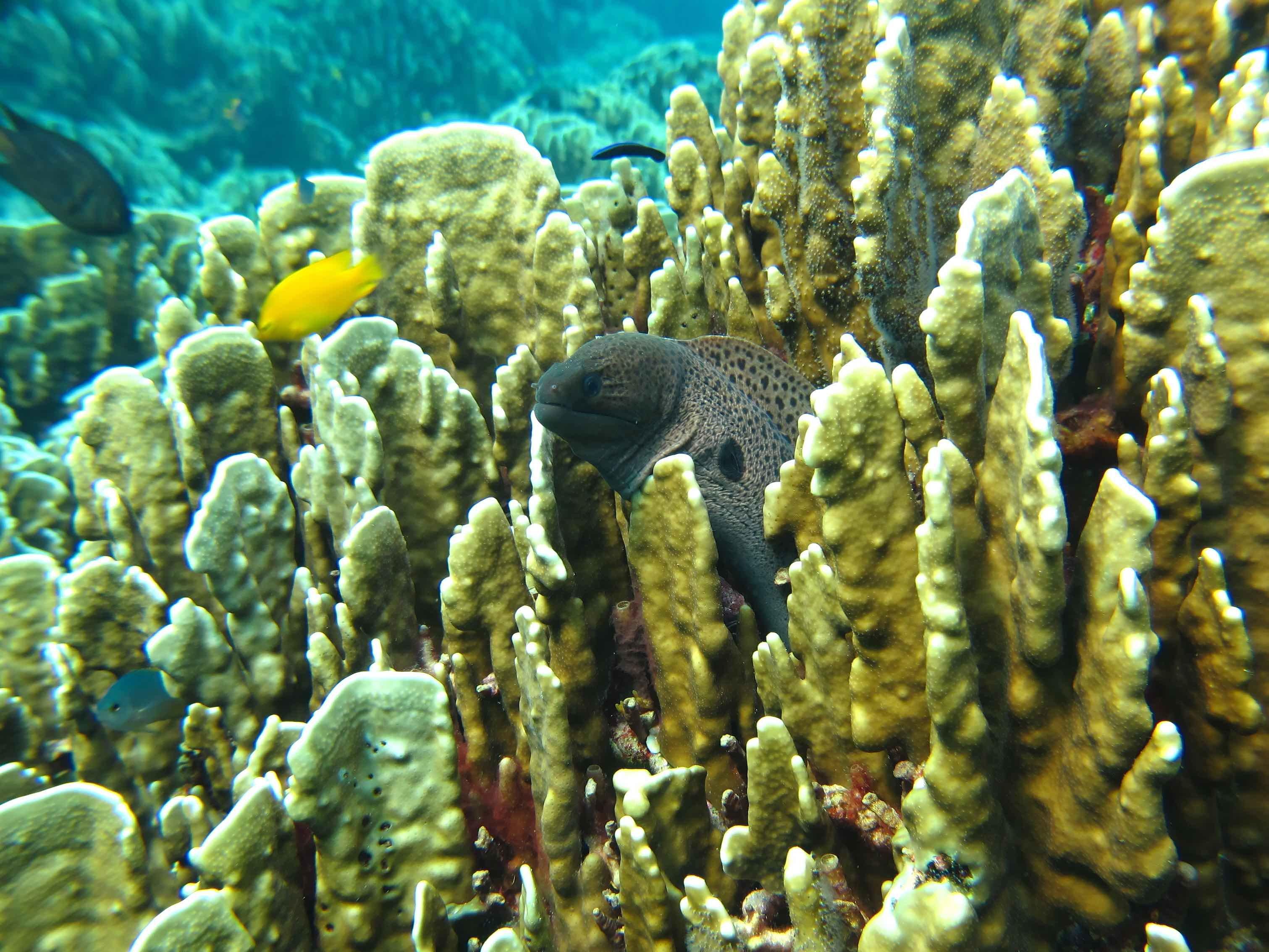Similan Islands Premium Catamaran Day Trip from Phuket