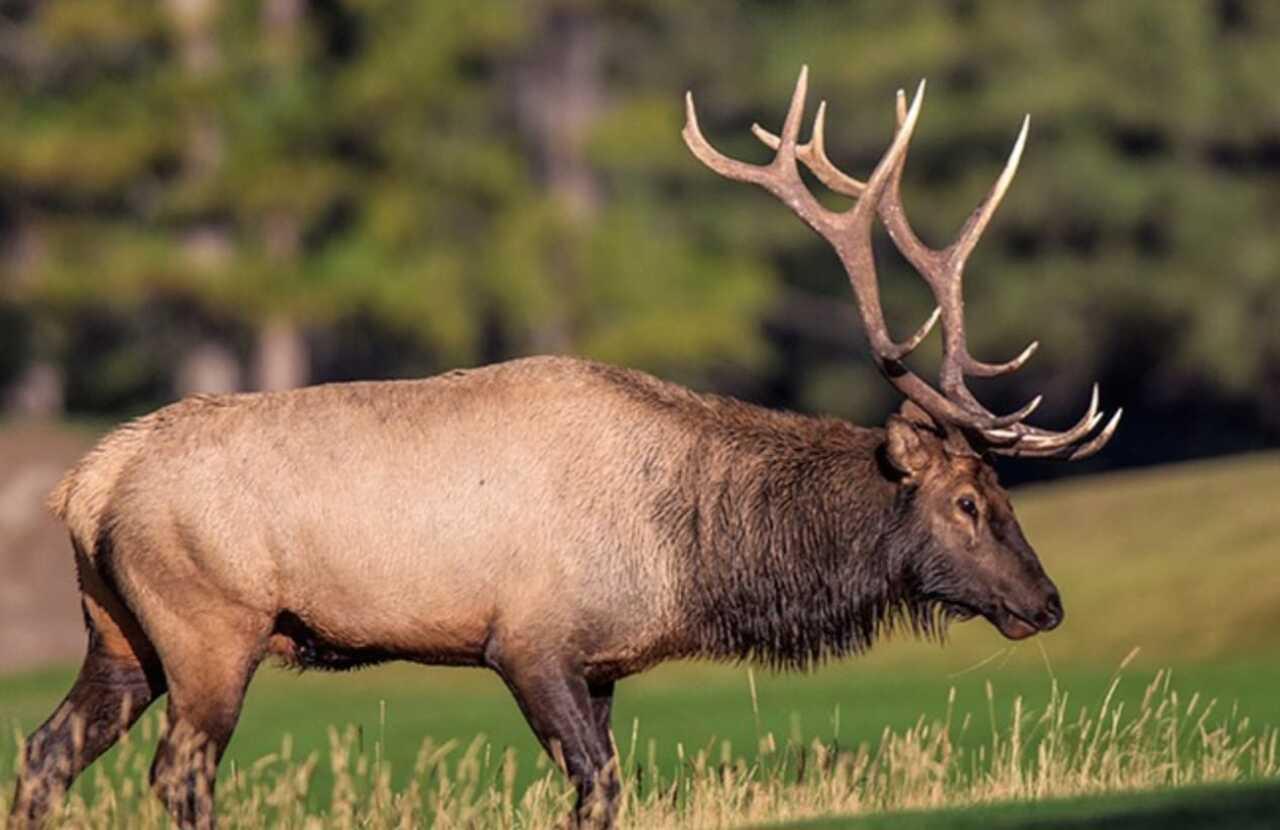 Wildlife viewing stop in Banff National Park during a guided twilight safari