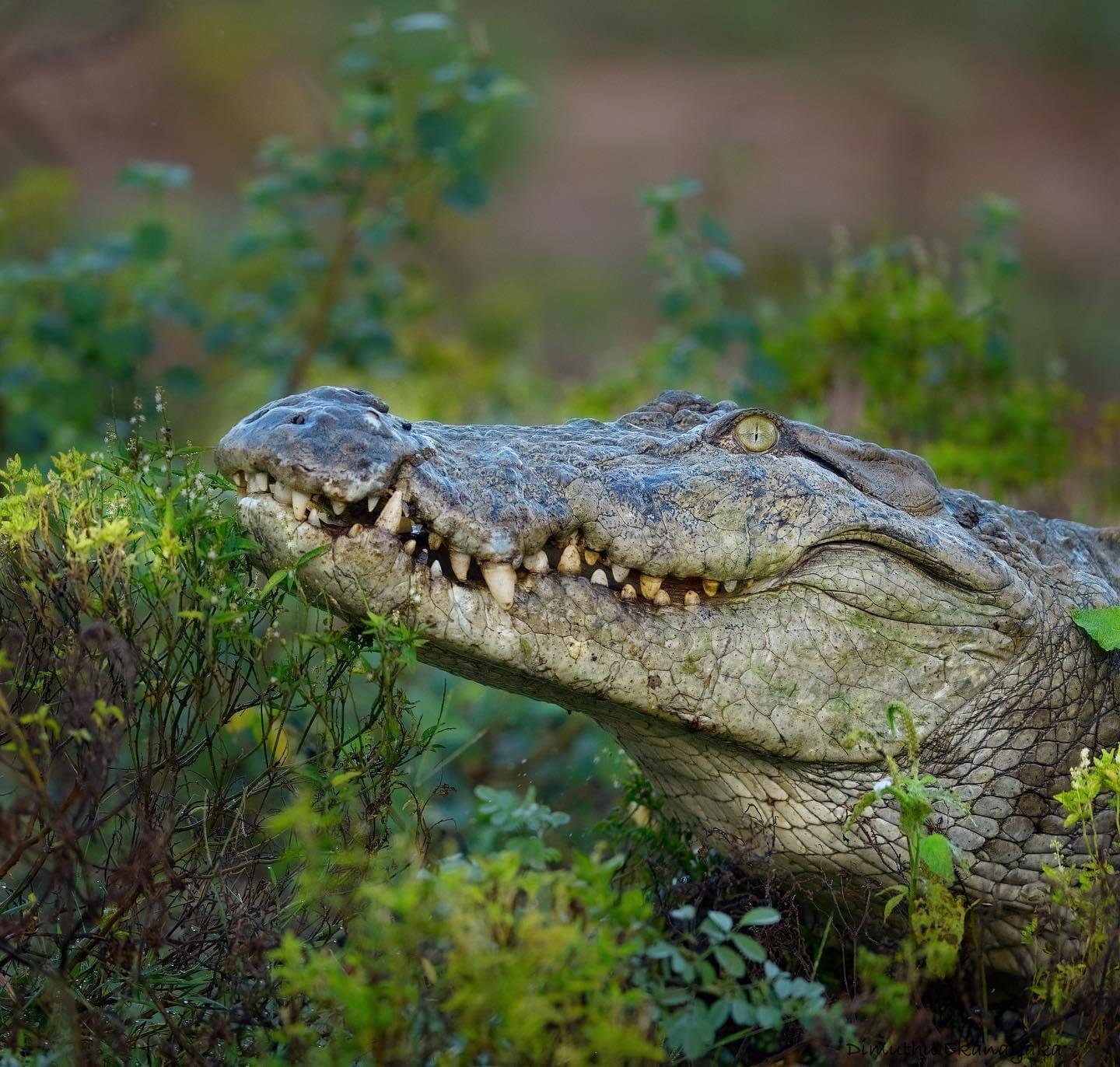 Private Full-Day Wilpattu National Park Jeep Safari