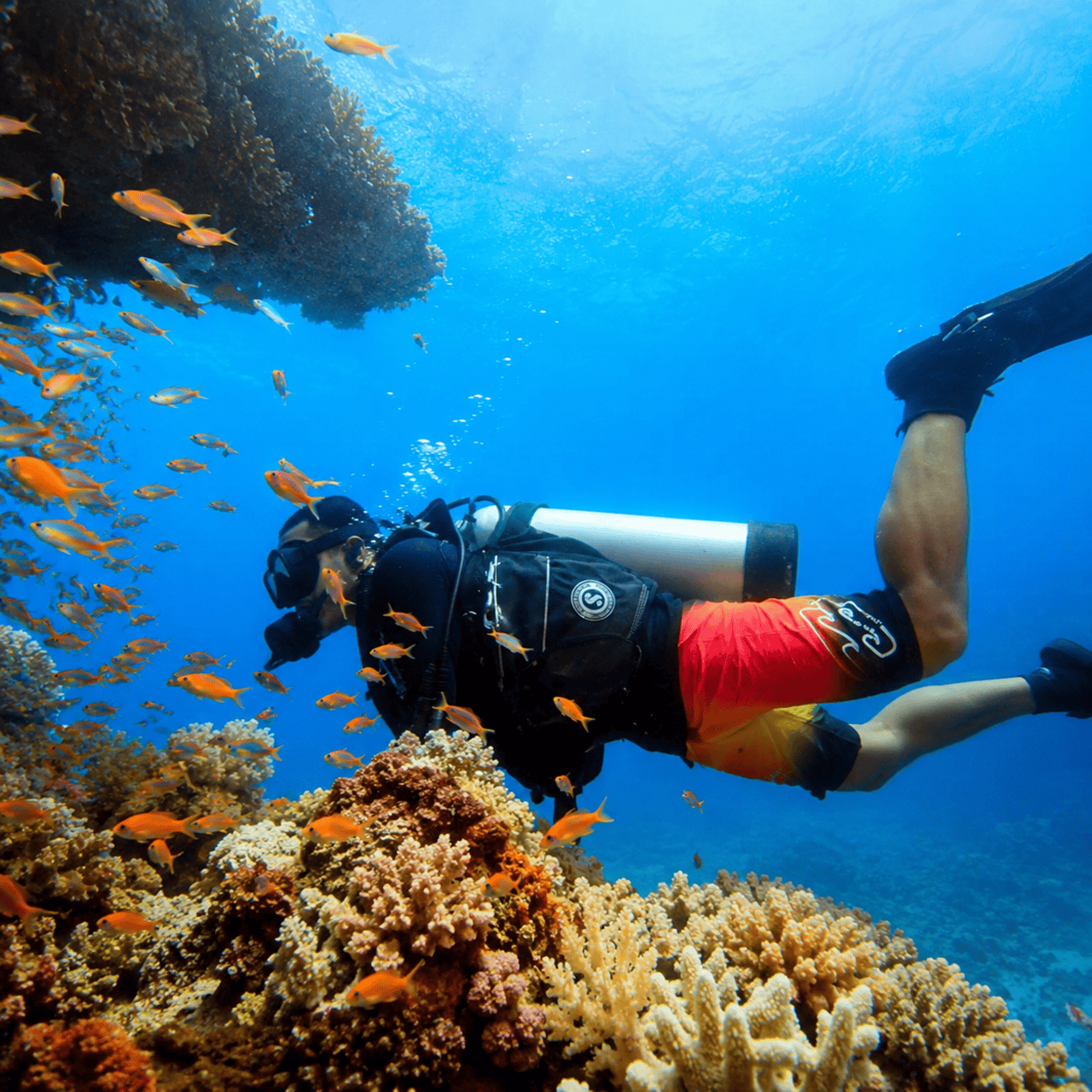Colombo Scuba Diving & Shipwreck Adventures