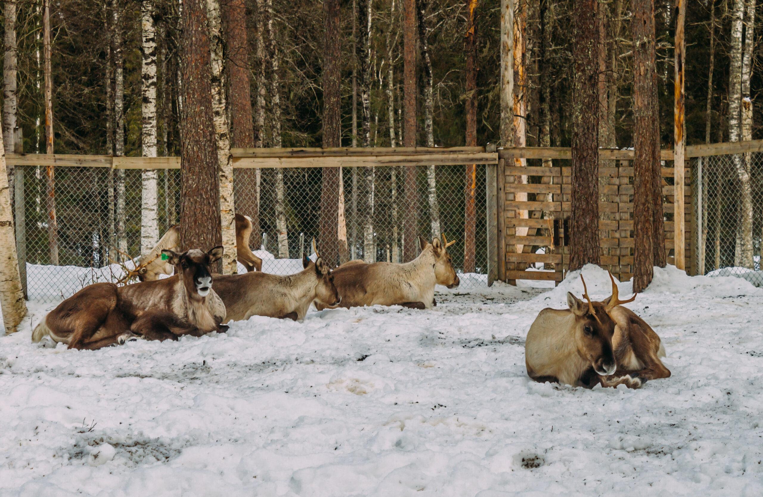 Rovaniemi to Ranua Zoo: Guided Arctic Wildlife Day Trip