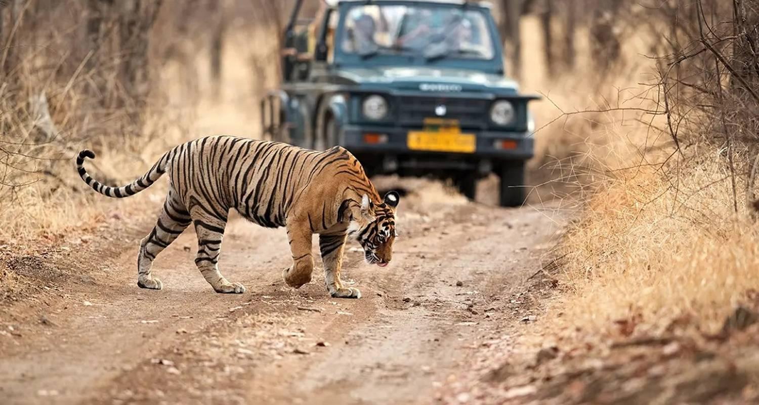 3-Day Ranthambore Tiger Safari Expedition from Delhi
