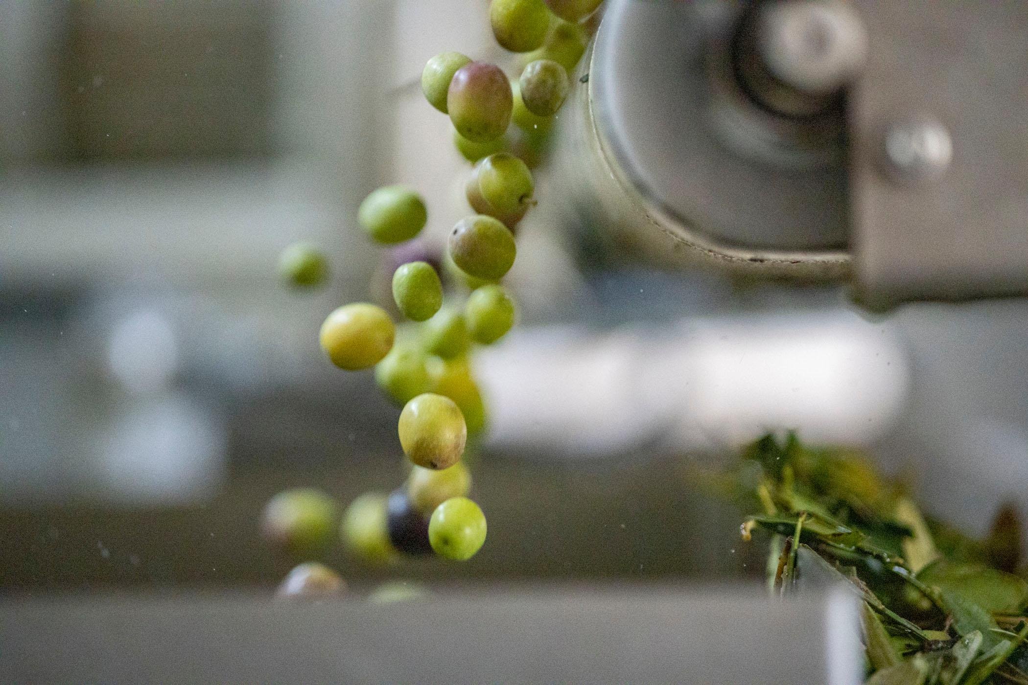 olive oil tasting in Mallorca — photo 16