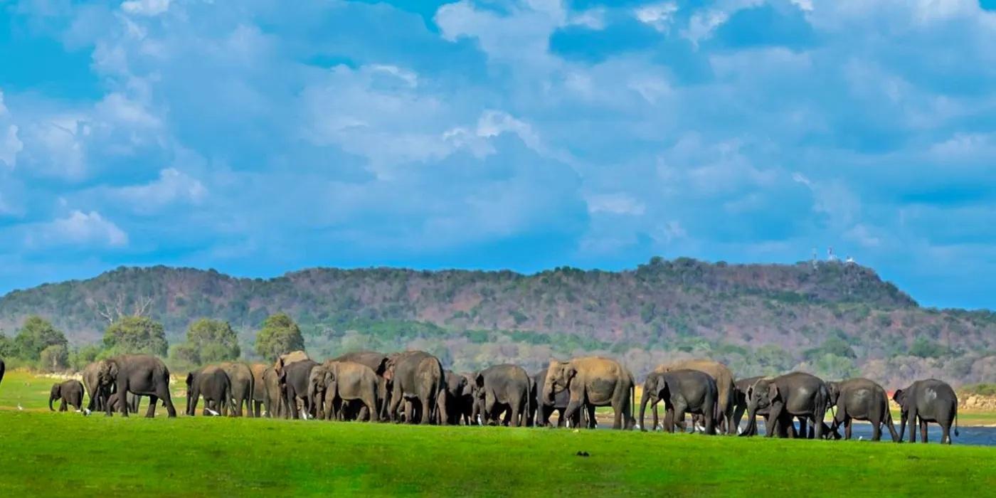 Minneriya National Park Wildlife Safari from Sigiriya