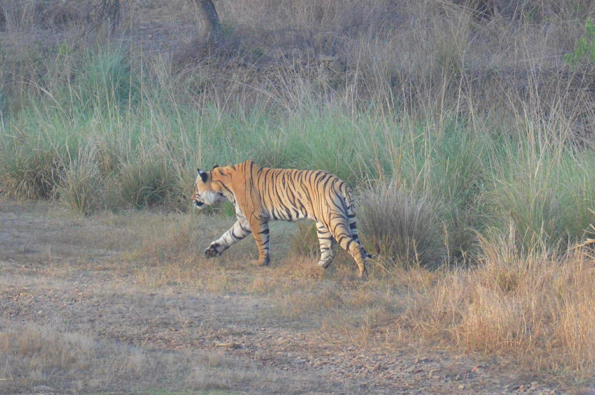 4-Day Golden Triangle & Ranthambore Private Expedition