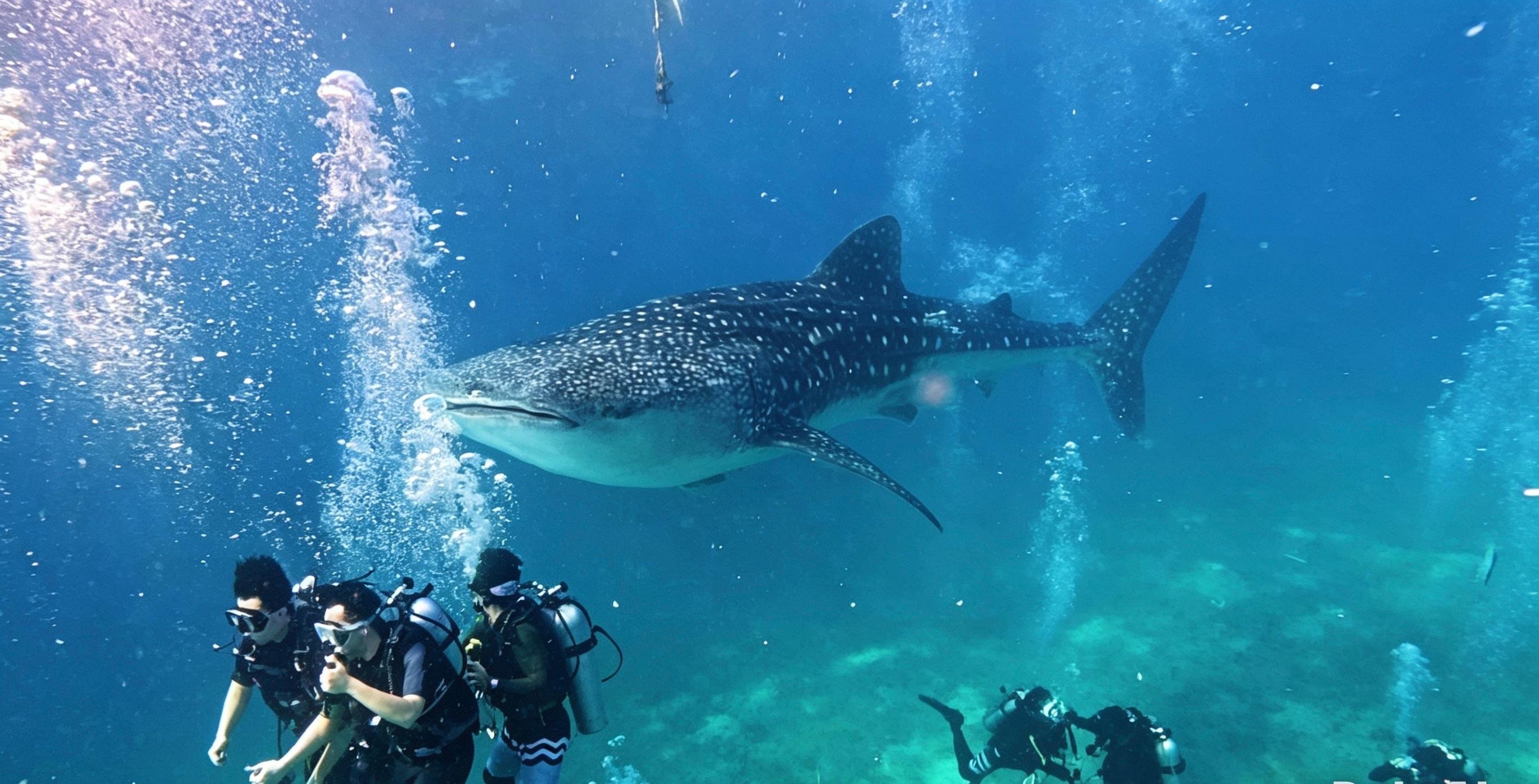 Oslob Whale Shark Dive & Moalboal Sardine Run