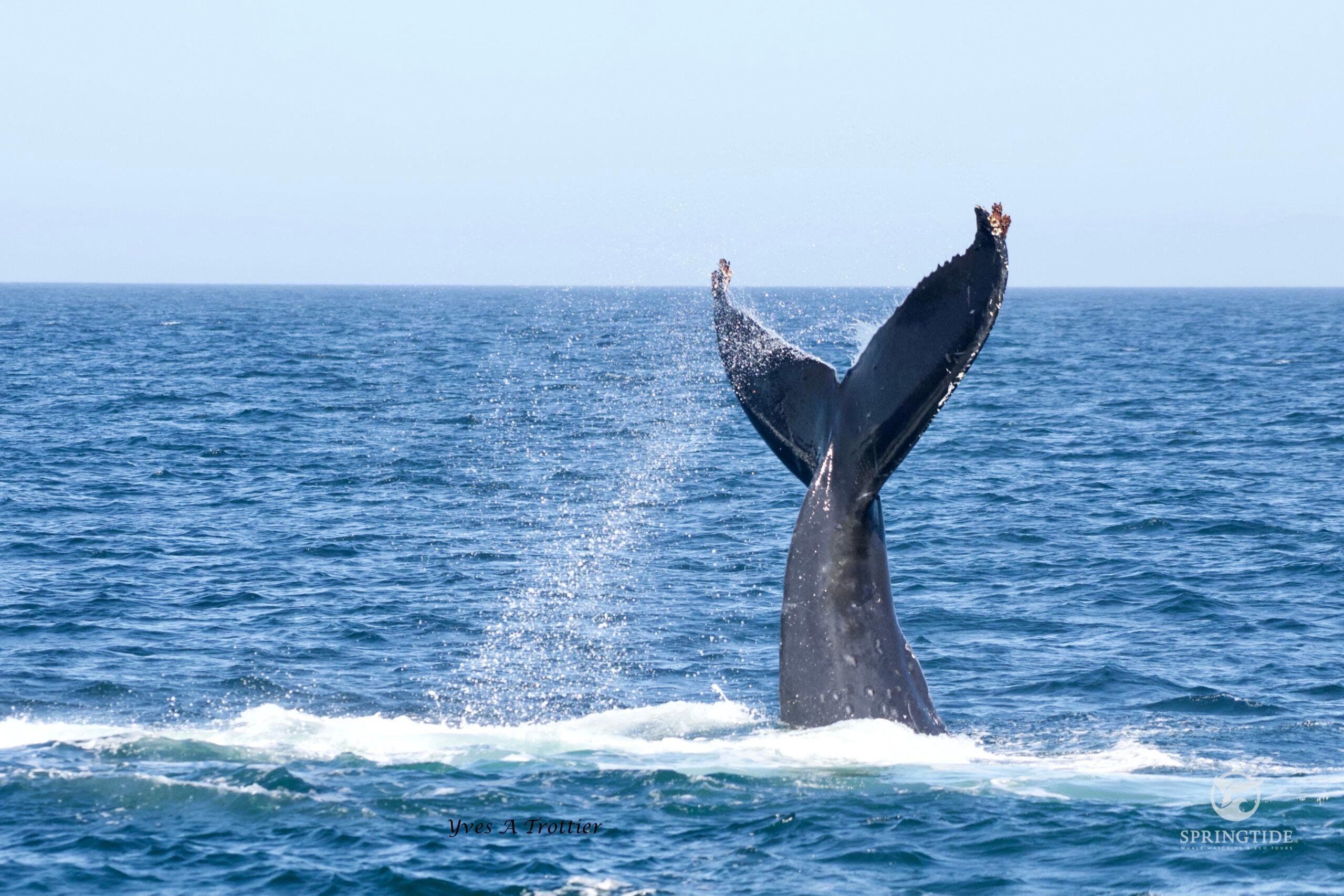 From Victoria: Whale Watching Tour by Zodiac Boat