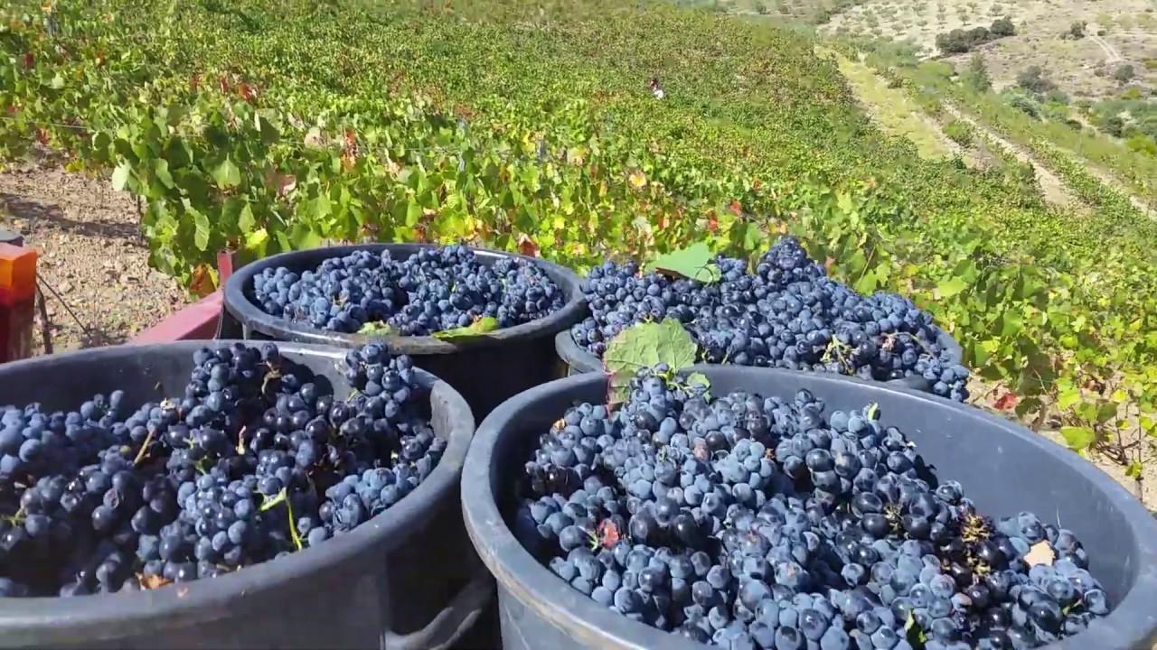 Douro Valley Small-Group Wine & River Cruise Day Trip from Porto