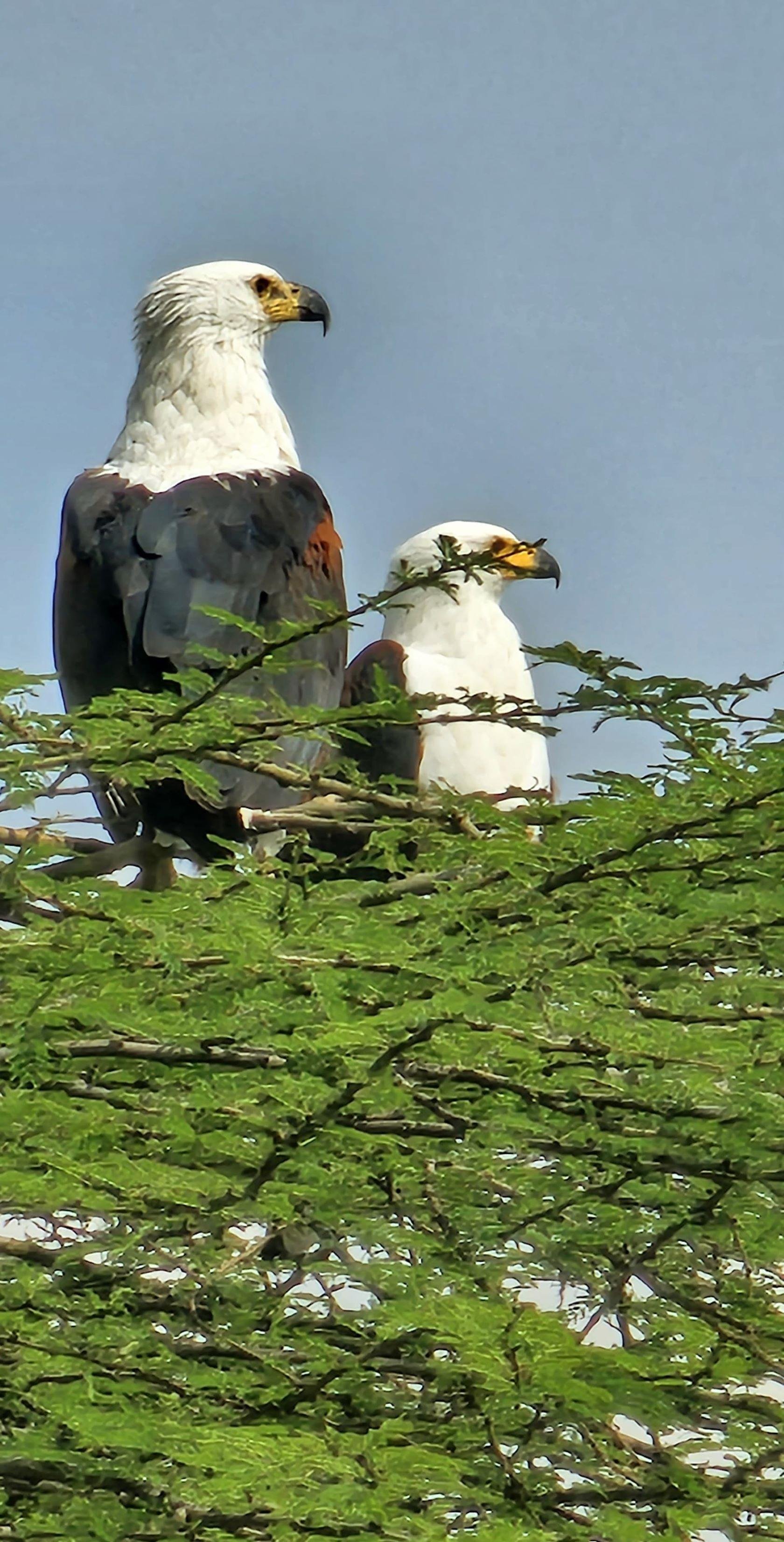 Nairobi Safari: National Park, Elephant Orphanage & Giraffe Center