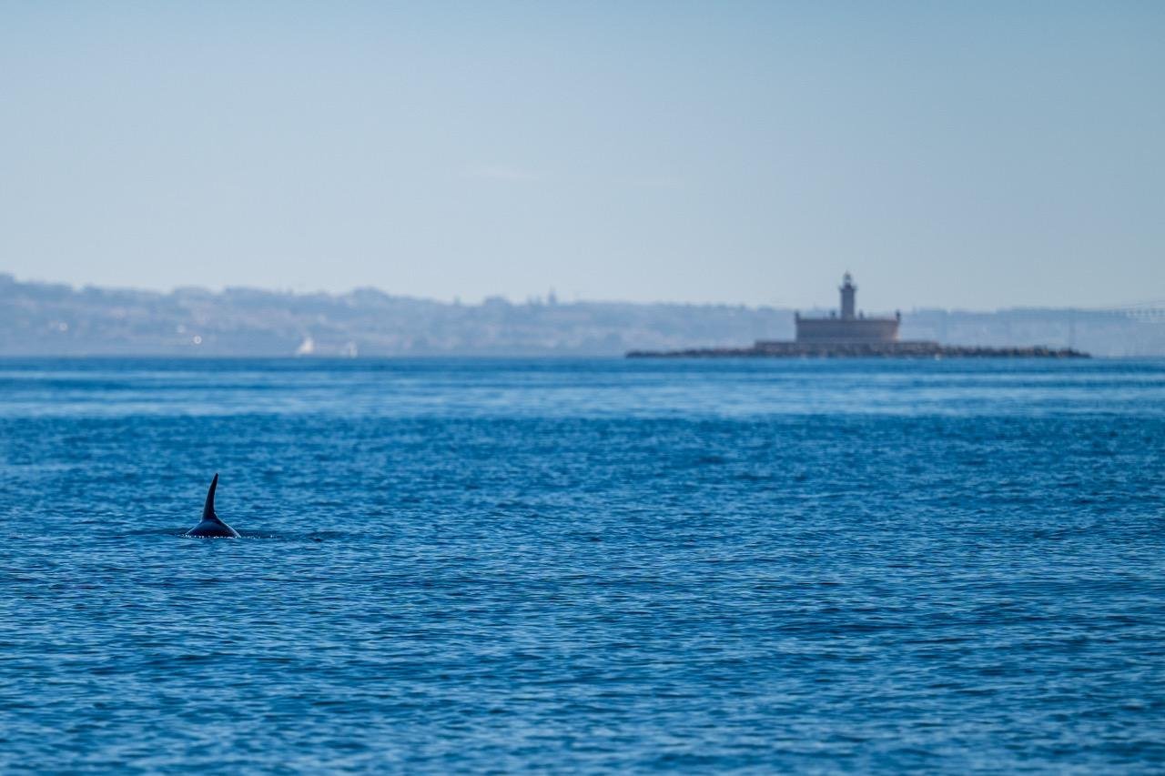 Lisbon Ocean Safari with Marine Biologists