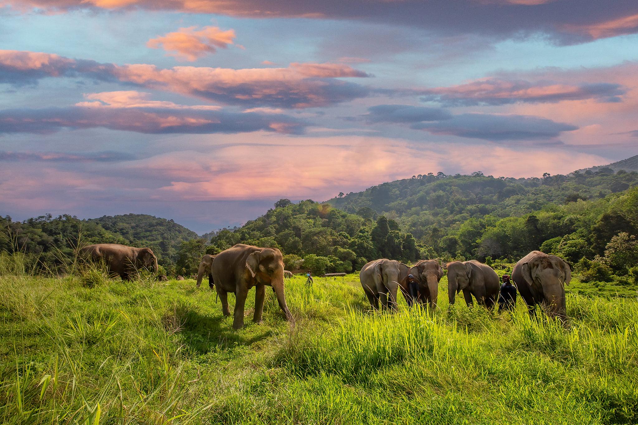 Bukit Elephant Park: Ethical Sanctuary Walk & Feeding Experience