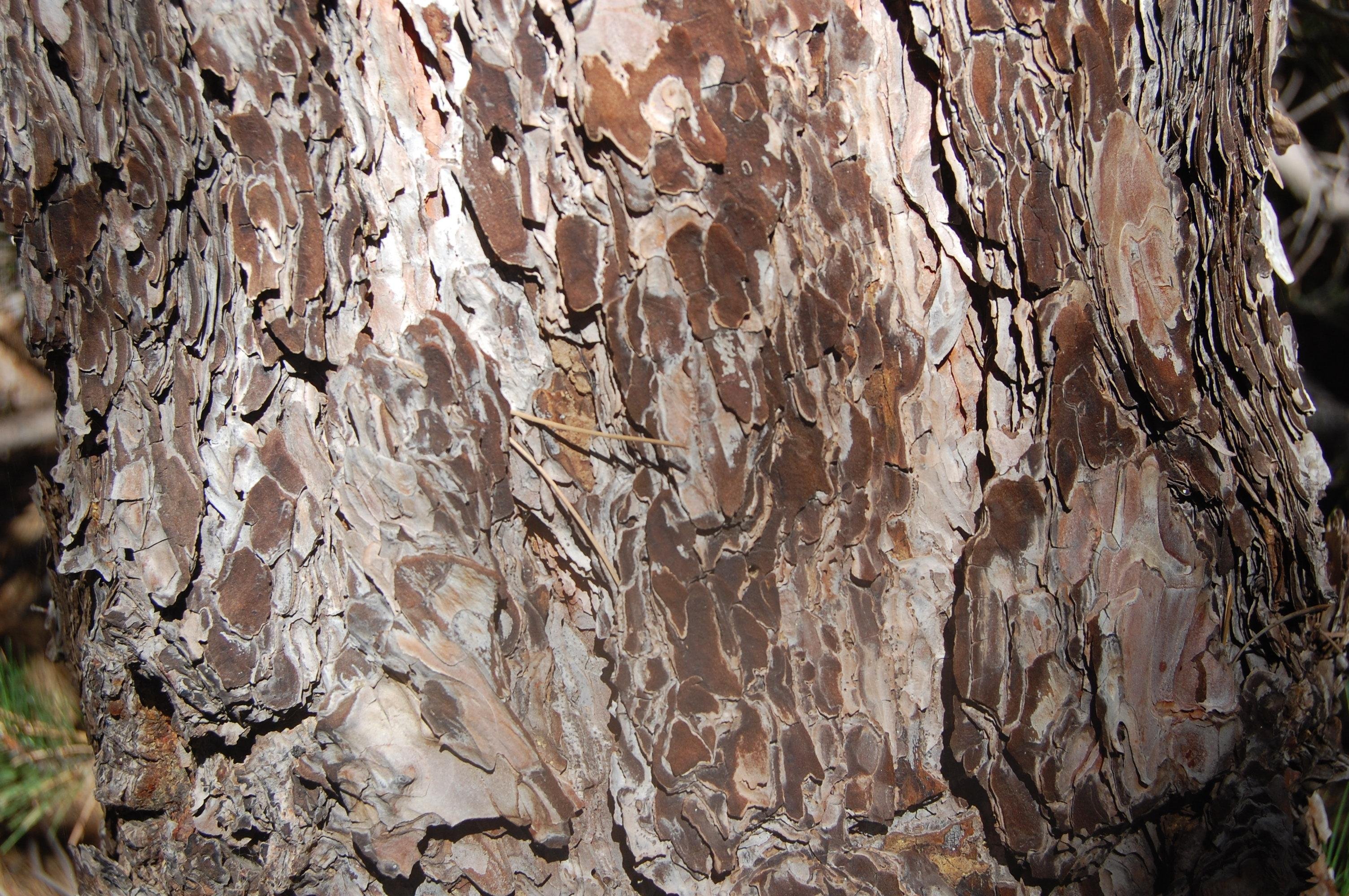 Mount Etna guided tour photo — image 15