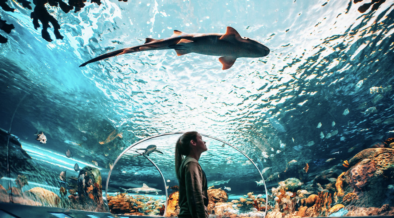 Ripley's Aquarium of Canada Flexible Entry Ticket