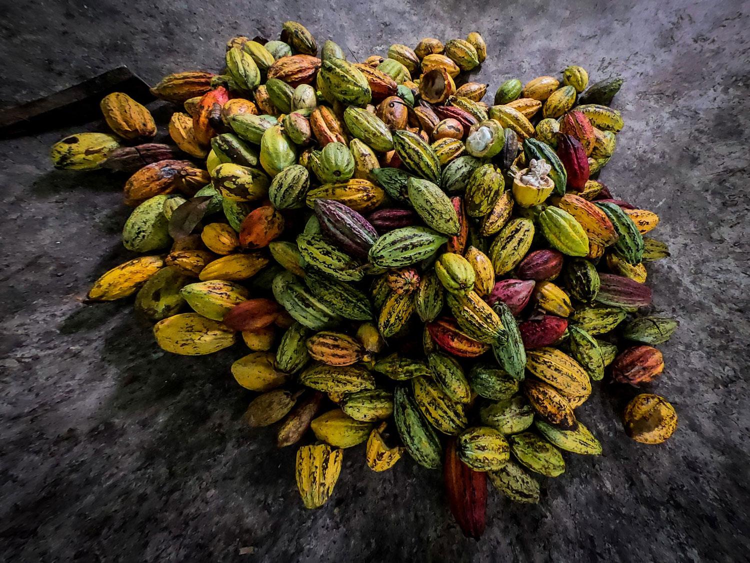 Can Tho Mekong Delta: Floating Market, Secret Canals & Cacao Farm